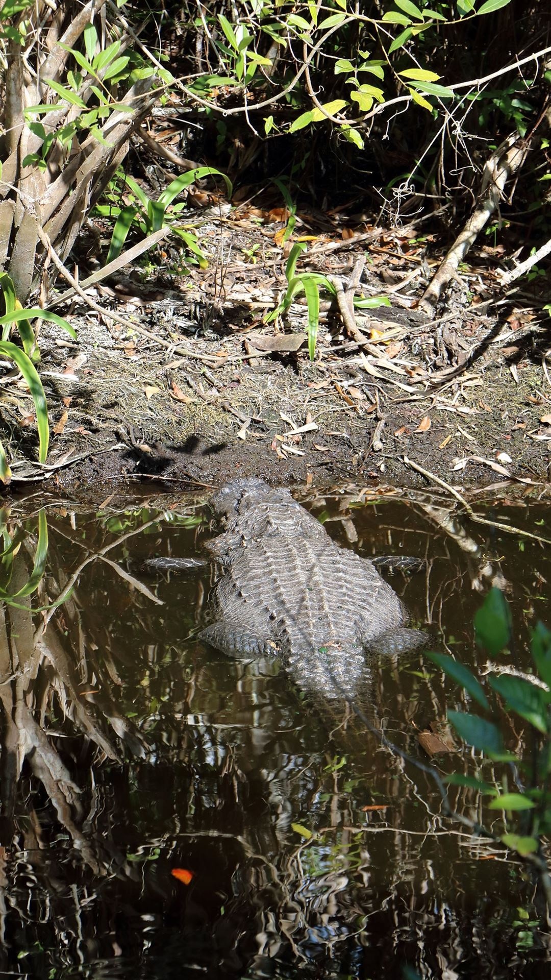 Everglades National Park, iPhone wallpapers, Free download, Stunning visuals, 1080x1920 Full HD Phone