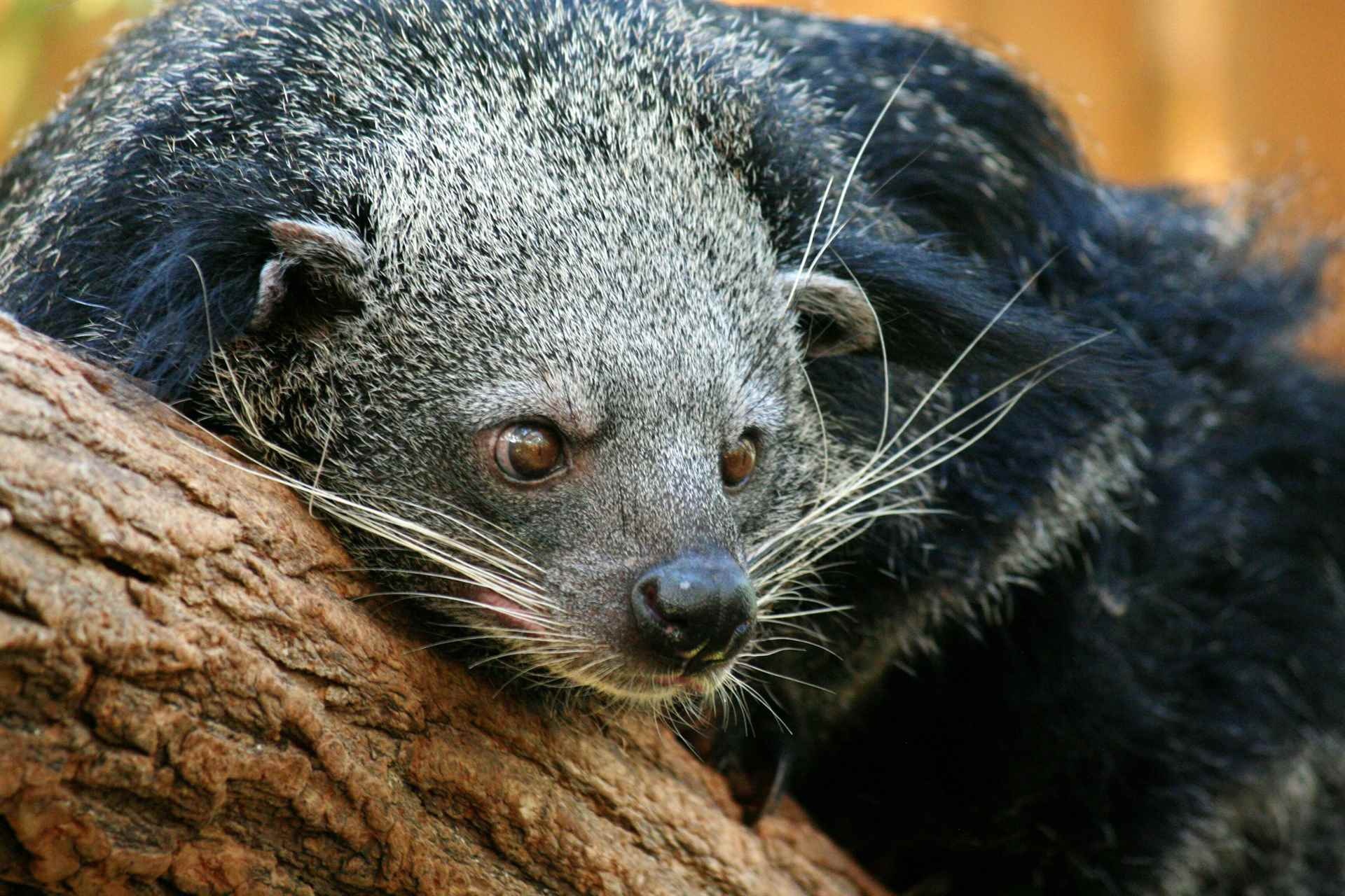 Binturong, Free images, Animal, Download, 1920x1280 HD Desktop