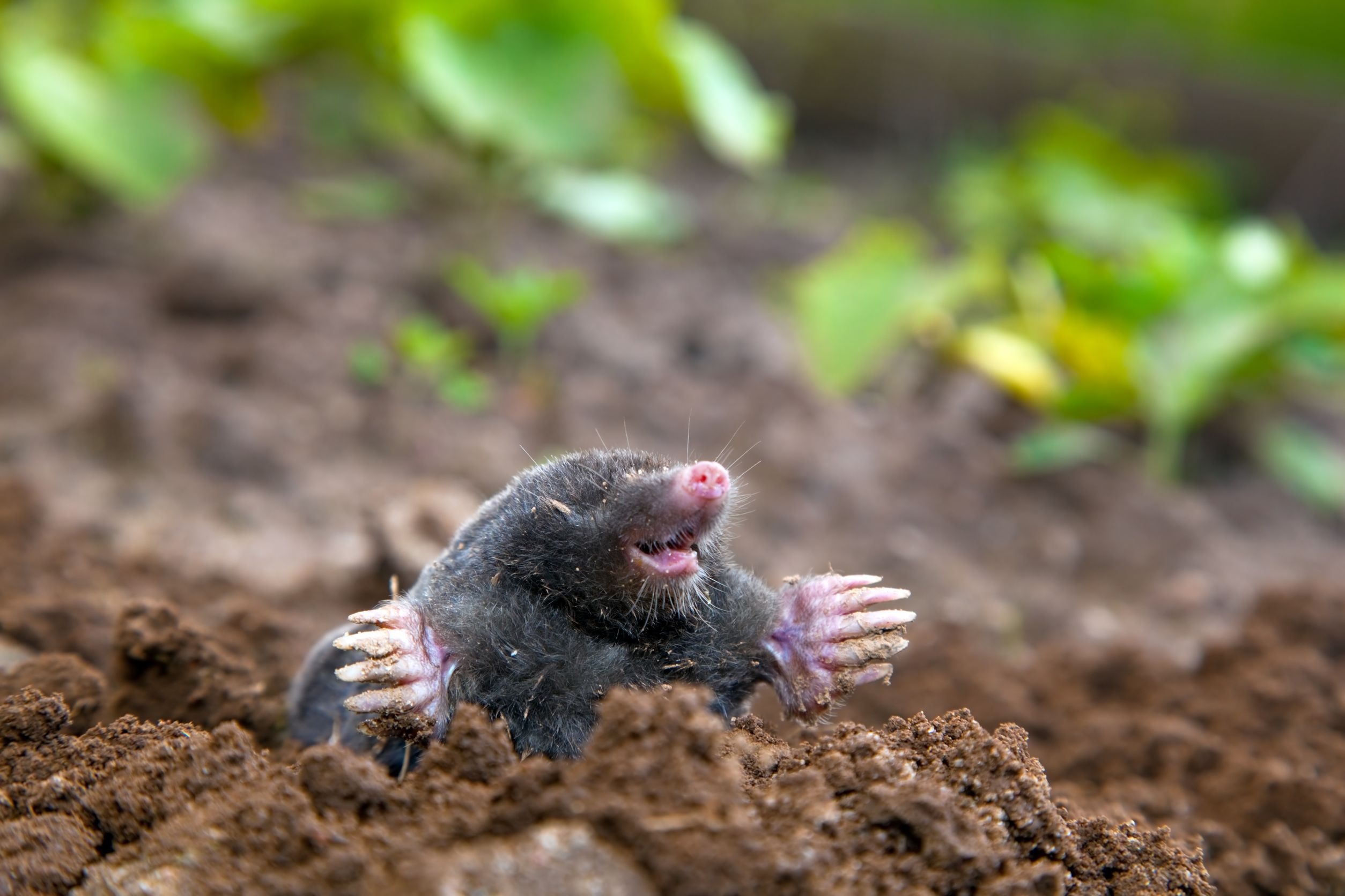 Mole, Remove moles, Pest treatments, Pest control, 2510x1680 HD Desktop