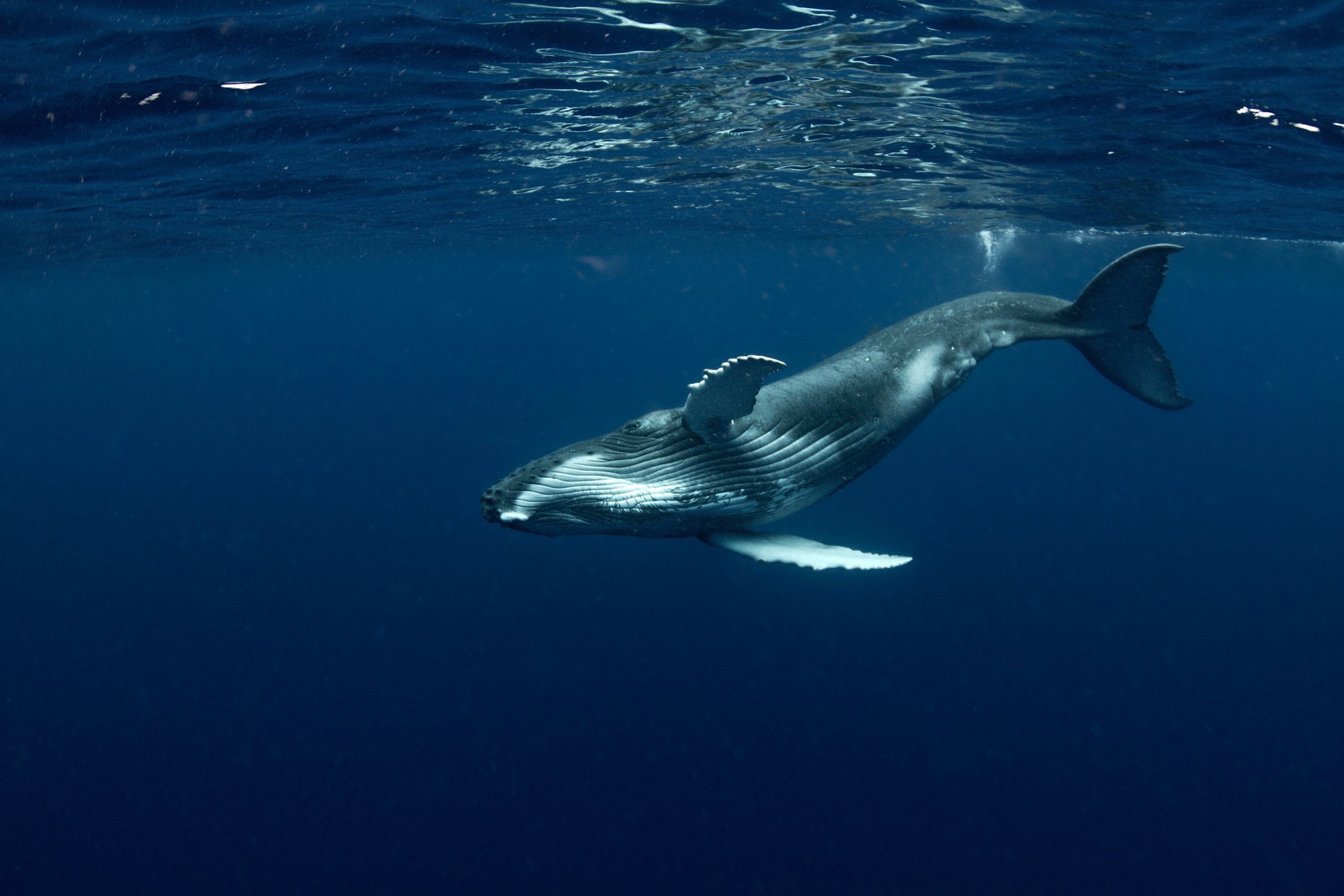 Blue Whale, Carcass, Namibia beach, Daily Sabah, 3000x2000 HD Desktop