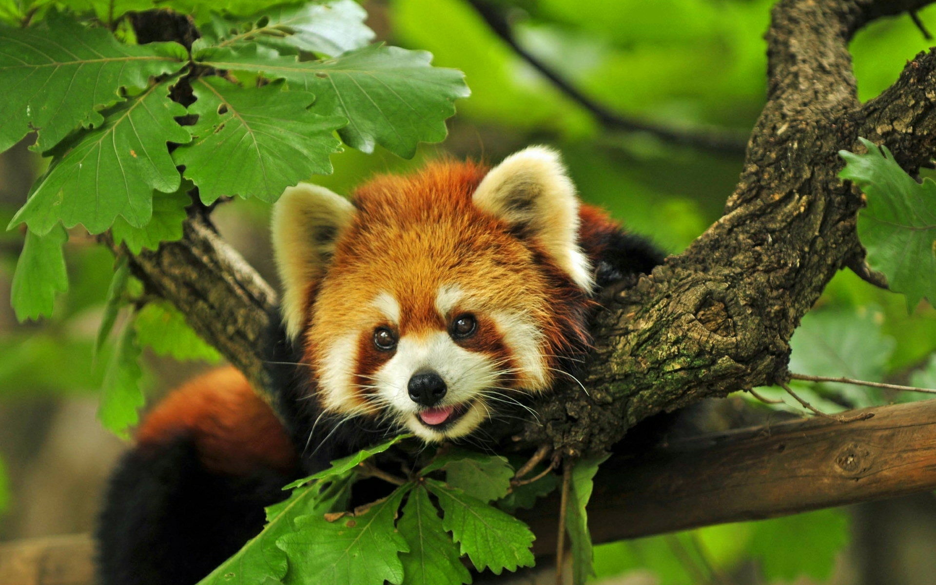 Red panda, Cute Computer Wallpaper, 1920x1200 HD Desktop