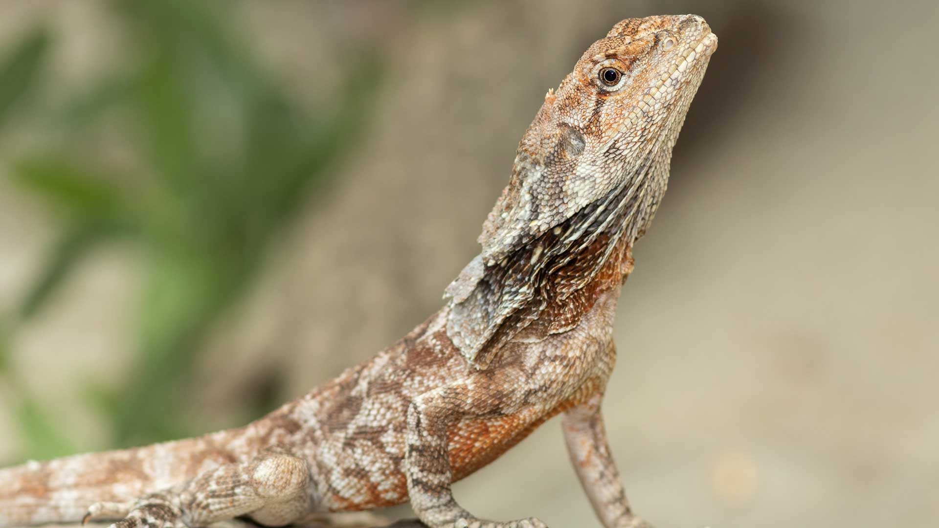 Frilled-neck lizard haibu, Adorable reptile, Playful creature, Lizard love, 1920x1080 Full HD Desktop