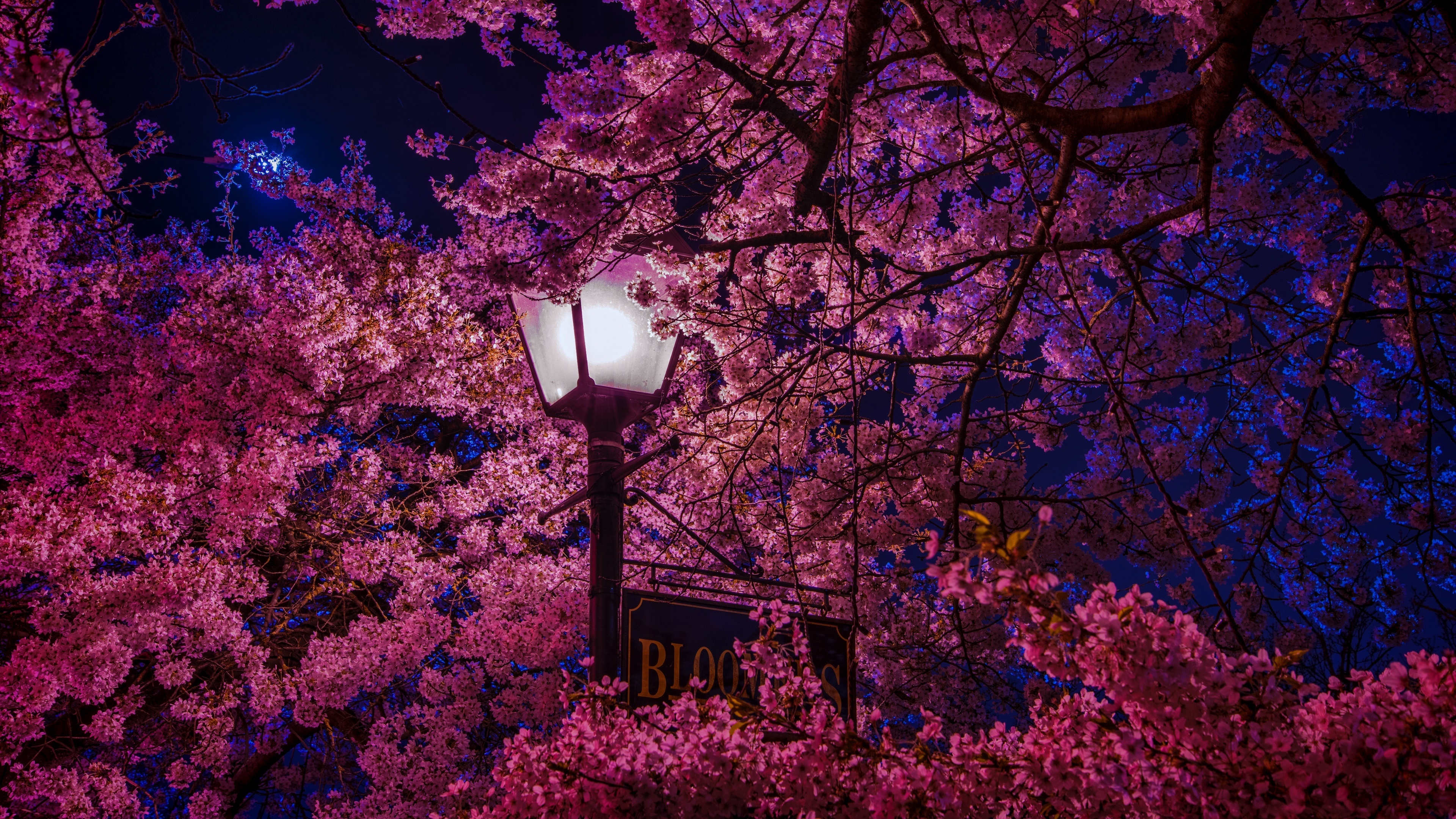 Blooming sakura tree, Illuminated vintage street lamp, Deep blue night sky, 4K Desktop wallpaper