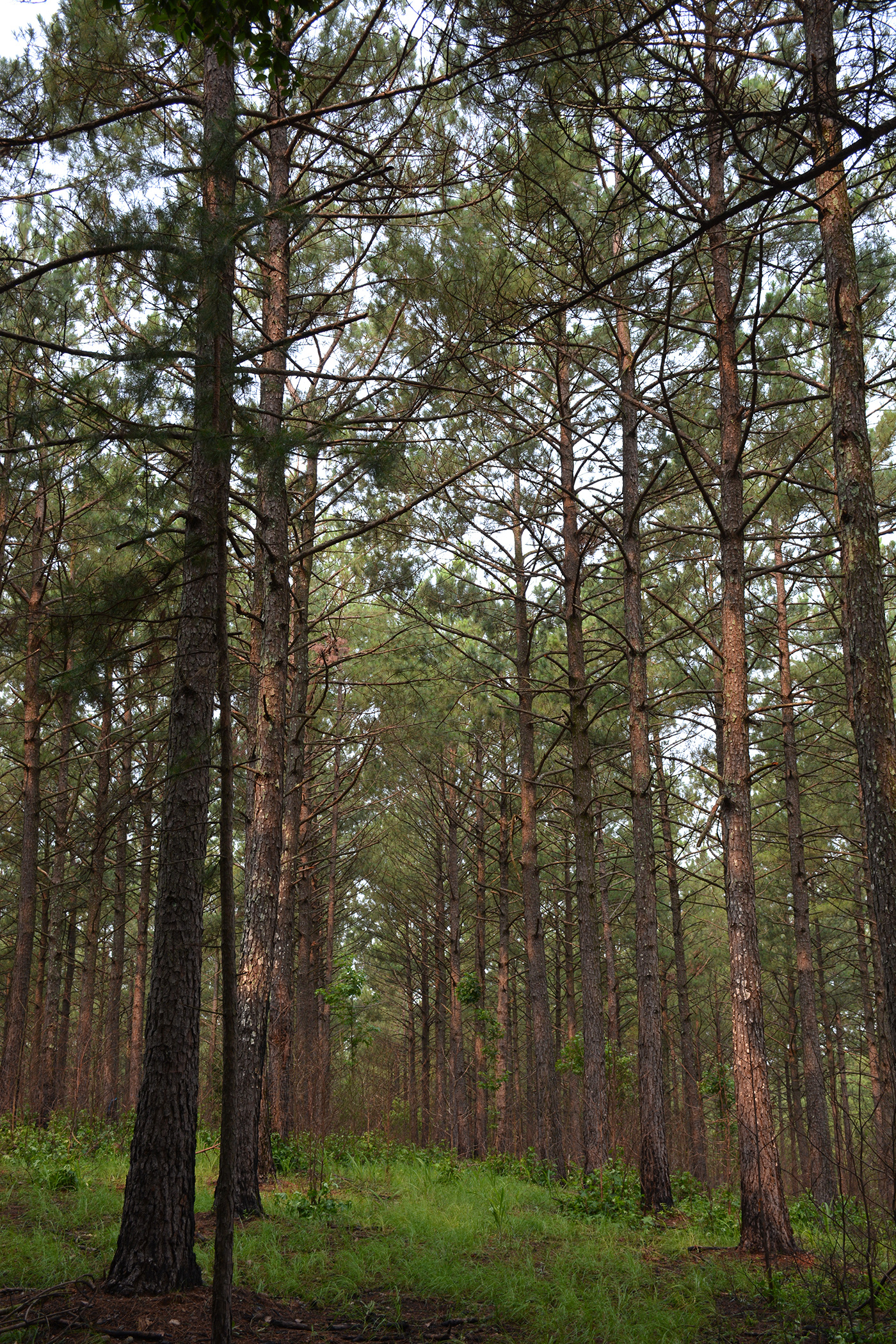 pine tree trunks, dense pine canopy, grassy forest undergrowth, HD Phone wallpaper