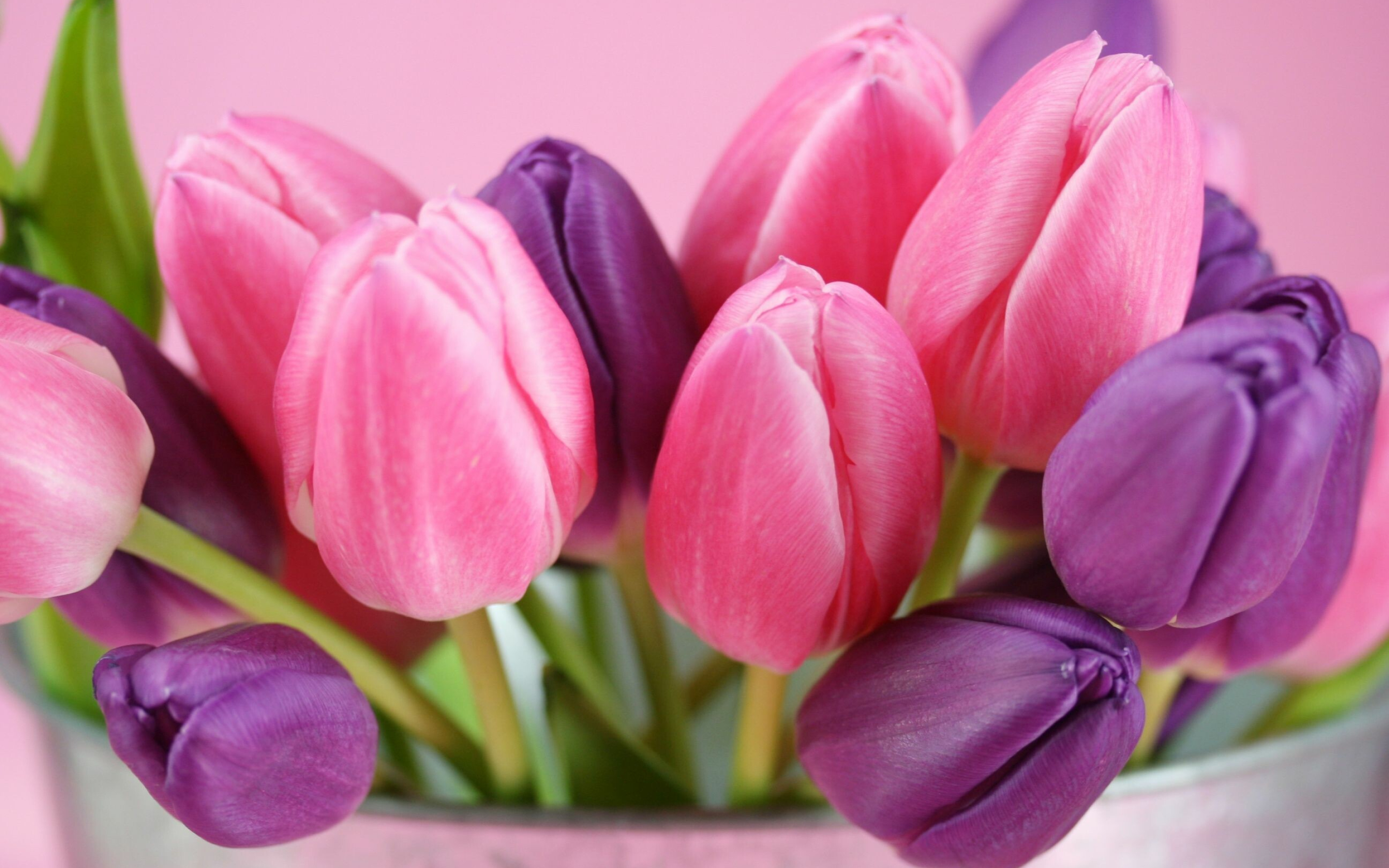 Tulip (Nature), Free download, Pink tulips, Ultra HD, 2880x1800 HD Desktop