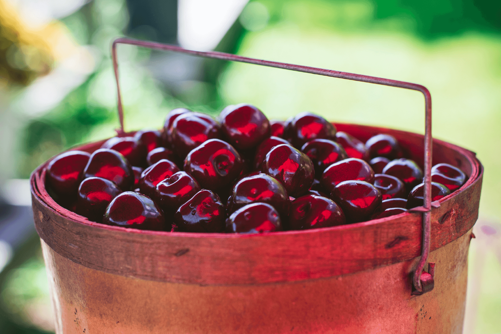 Dark sweet cherry temptation, Cherry central allure, Nature's candy, Deep red cherry delight, 2010x1340 HD Desktop