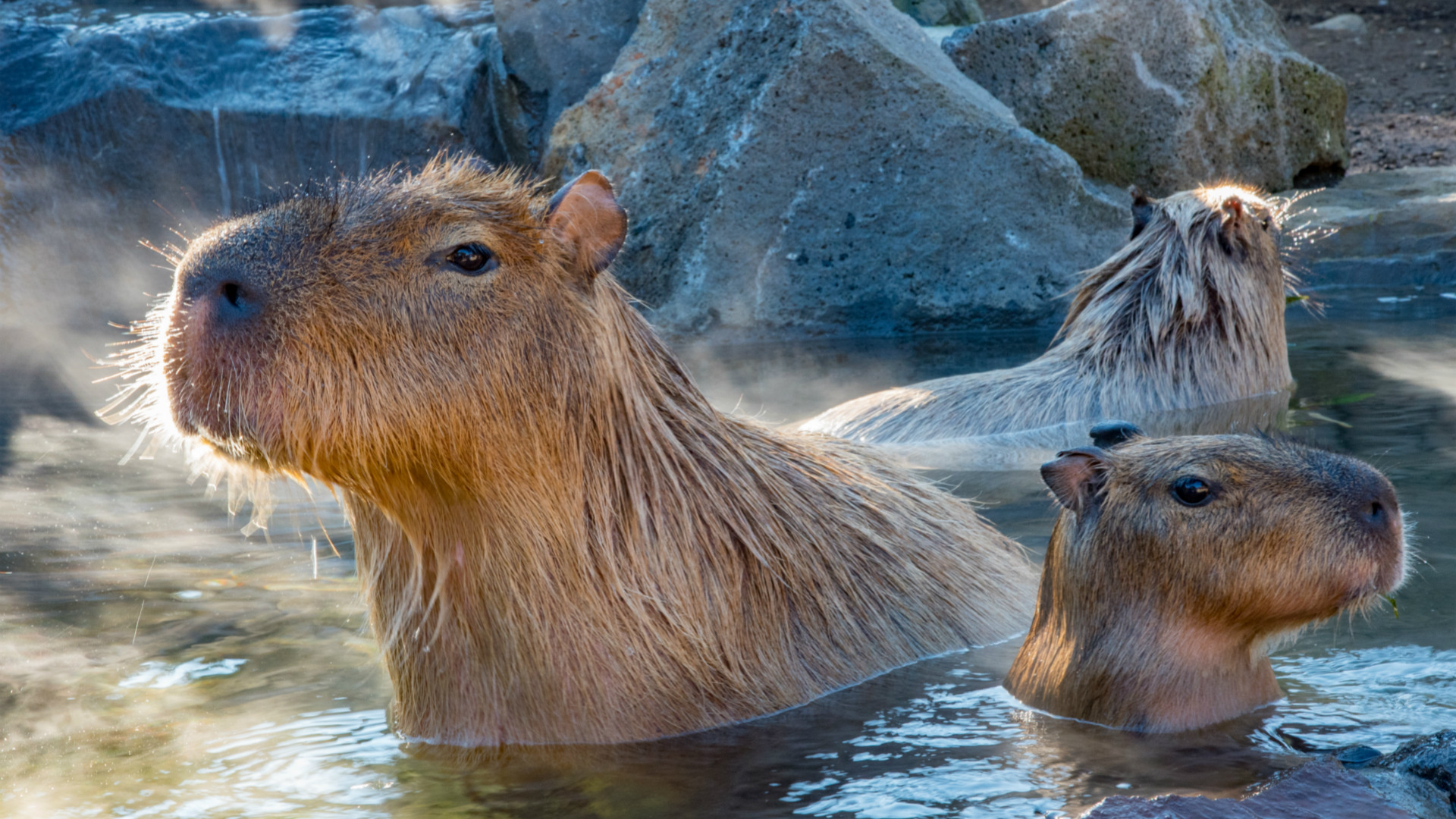 Capybara babies, South China debut, Cute rodents, Animal news, 1920x1080 Full HD Desktop