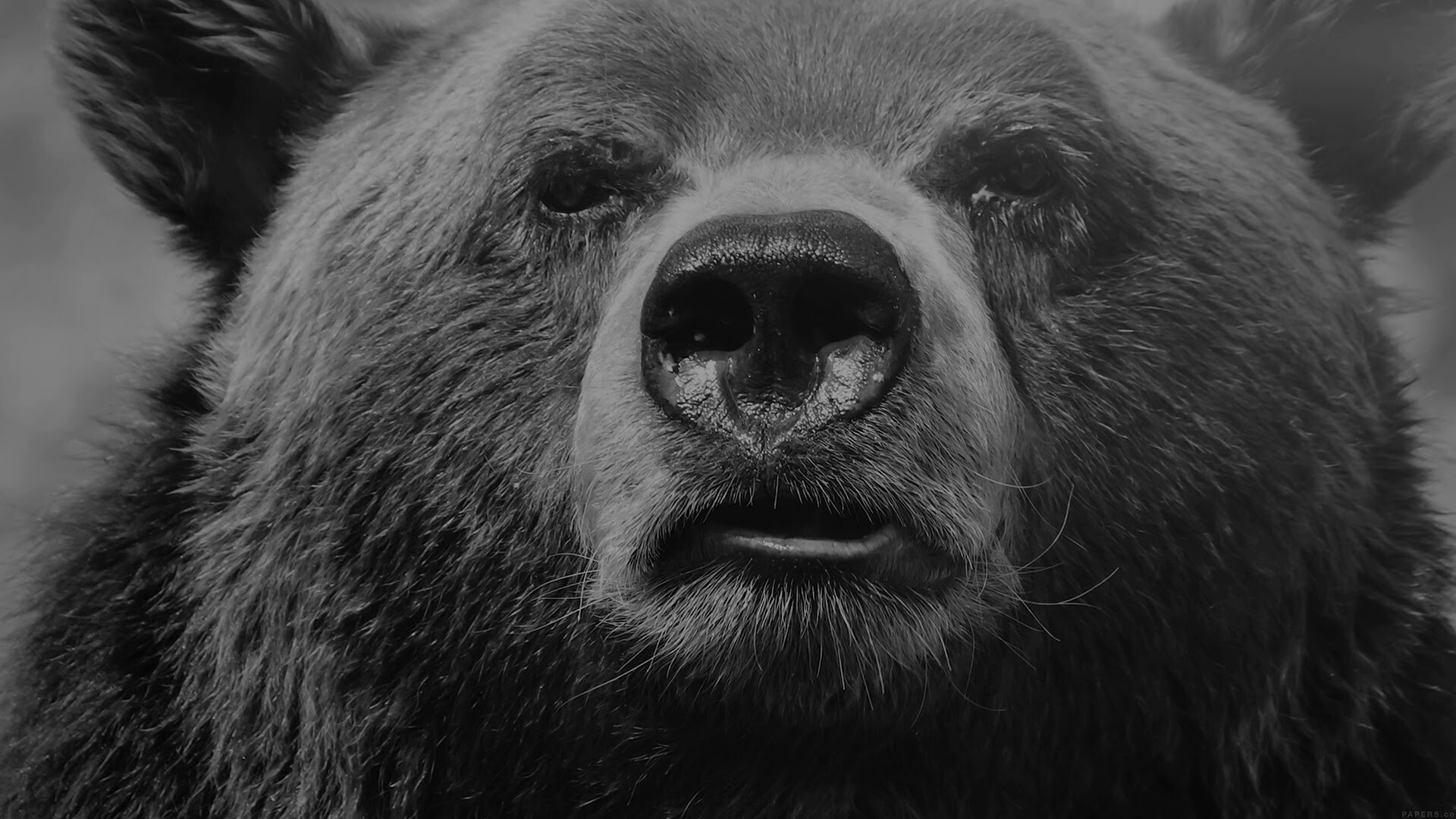 Bear close up, Detailed photography, PC desktop wallpaper, Captivating details, 1920x1080 Full HD Desktop