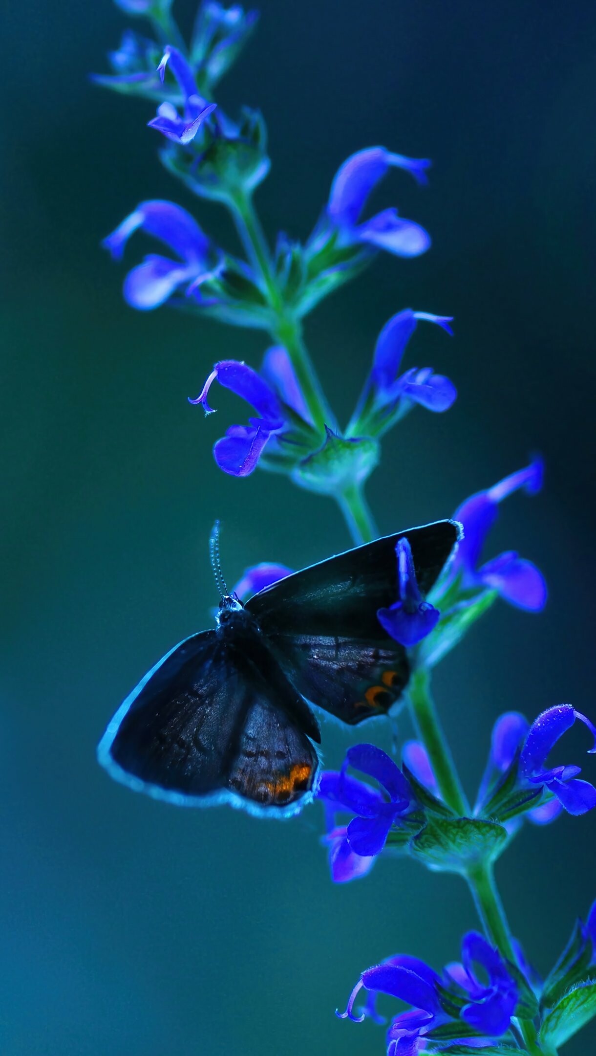 Butterfly on lavander, 4k ultra HD, Stunning details, Captivating wallpapers, 1220x2160 HD Phone