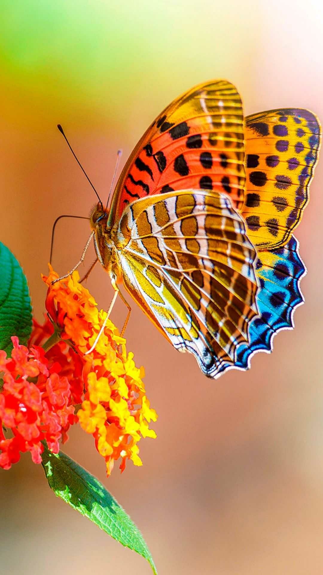 Argynnis hyperbius, Butterflies Wallpaper, 1080x1920 Full HD Phone