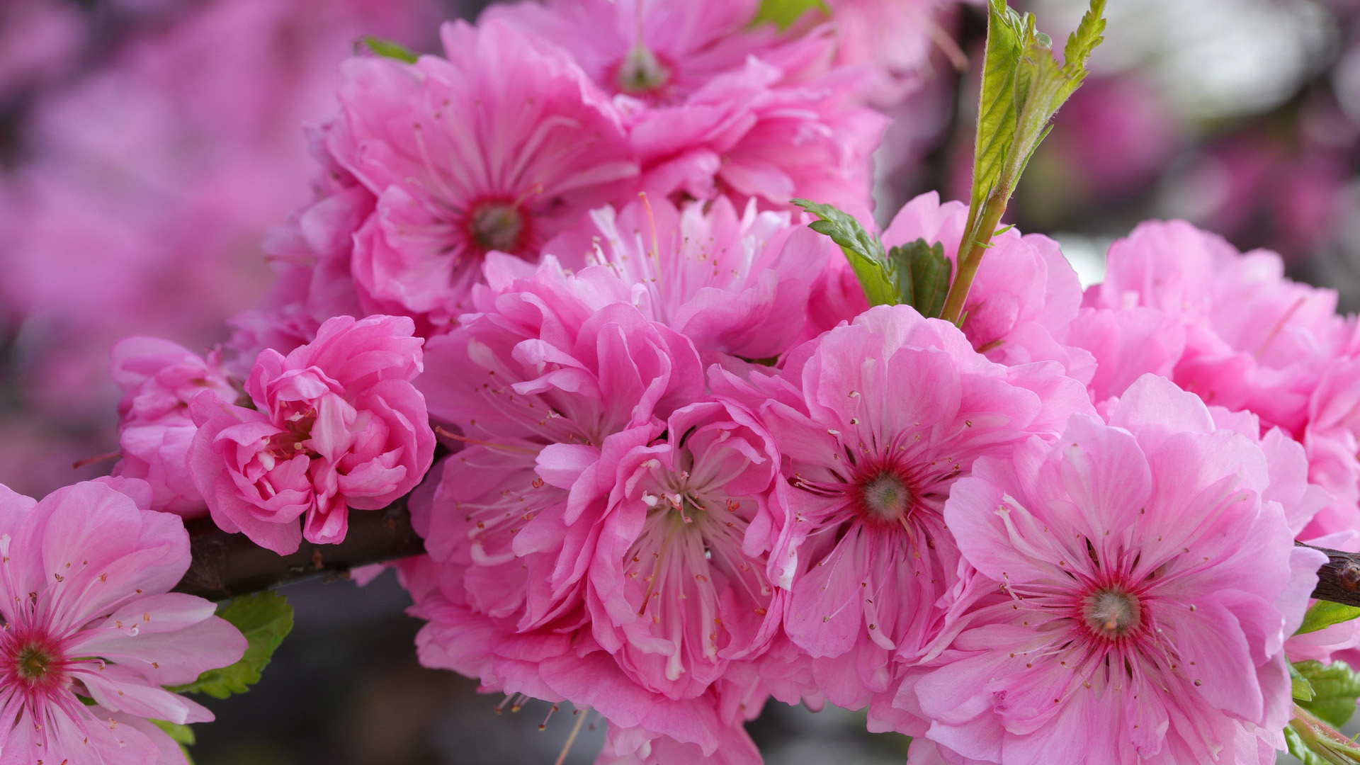 Prunus triloba blossoms, Double pink flower clusters, Fresh green spring leaves, Full HD Desktop wallpaper
