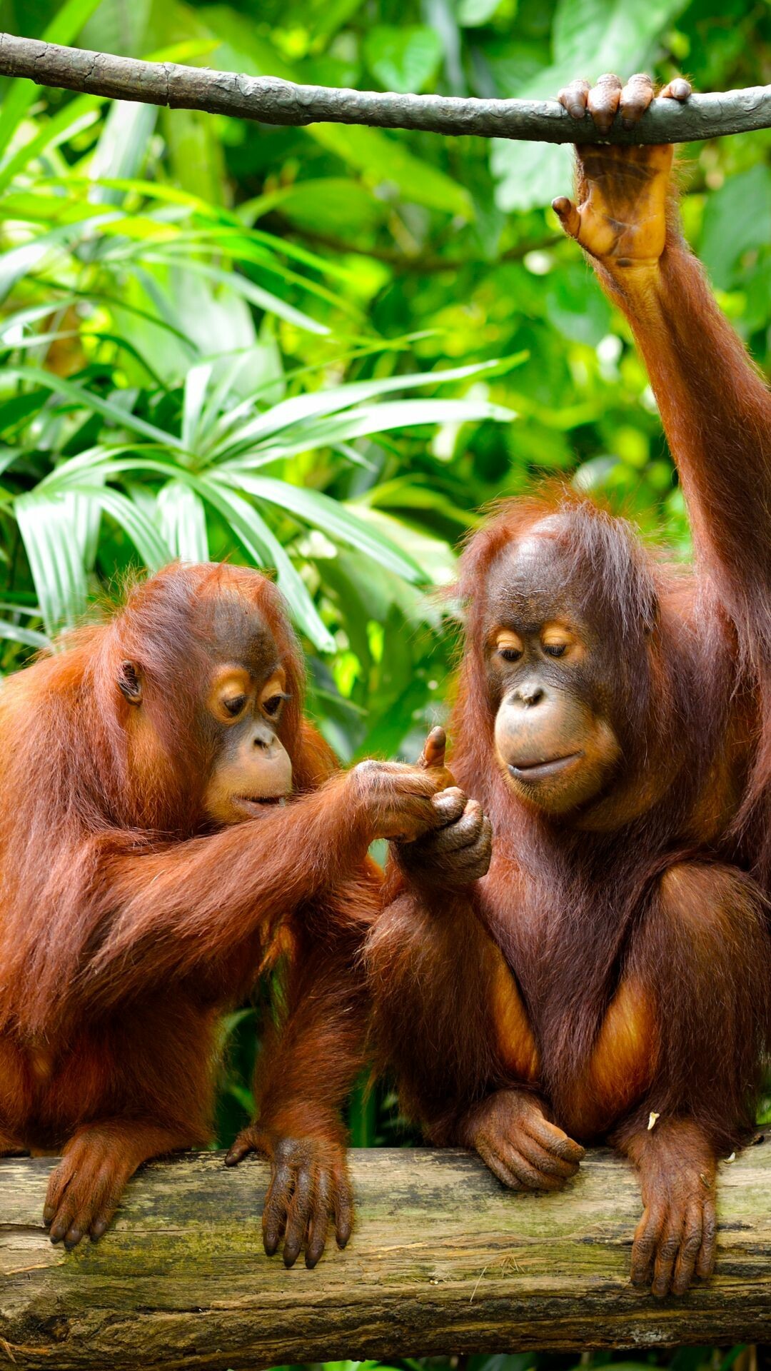 Stunning orangutan close-up, Forest canopy explorers, Peaceful primate moments, Nature's beauty, 1080x1920 Full HD Phone