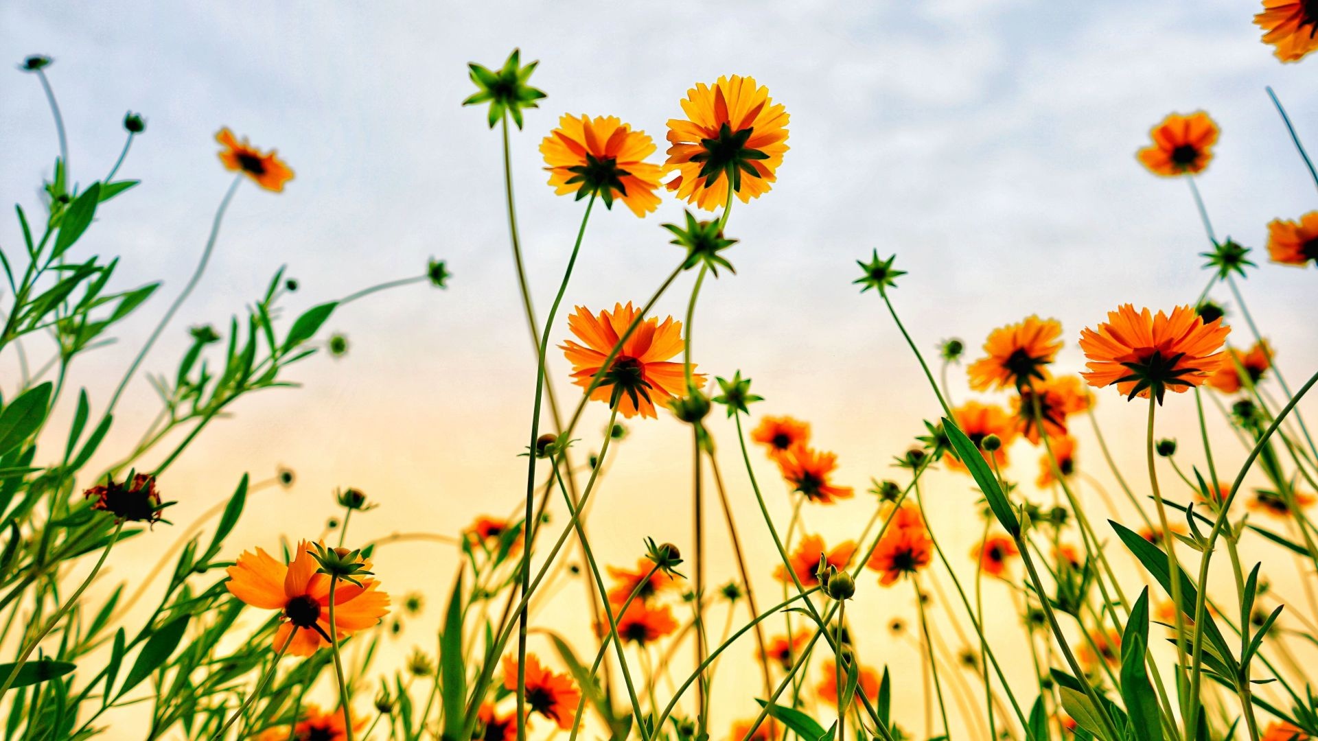 Summer cosmos field, Beautiful flowers, 1920x1080 Full HD Desktop