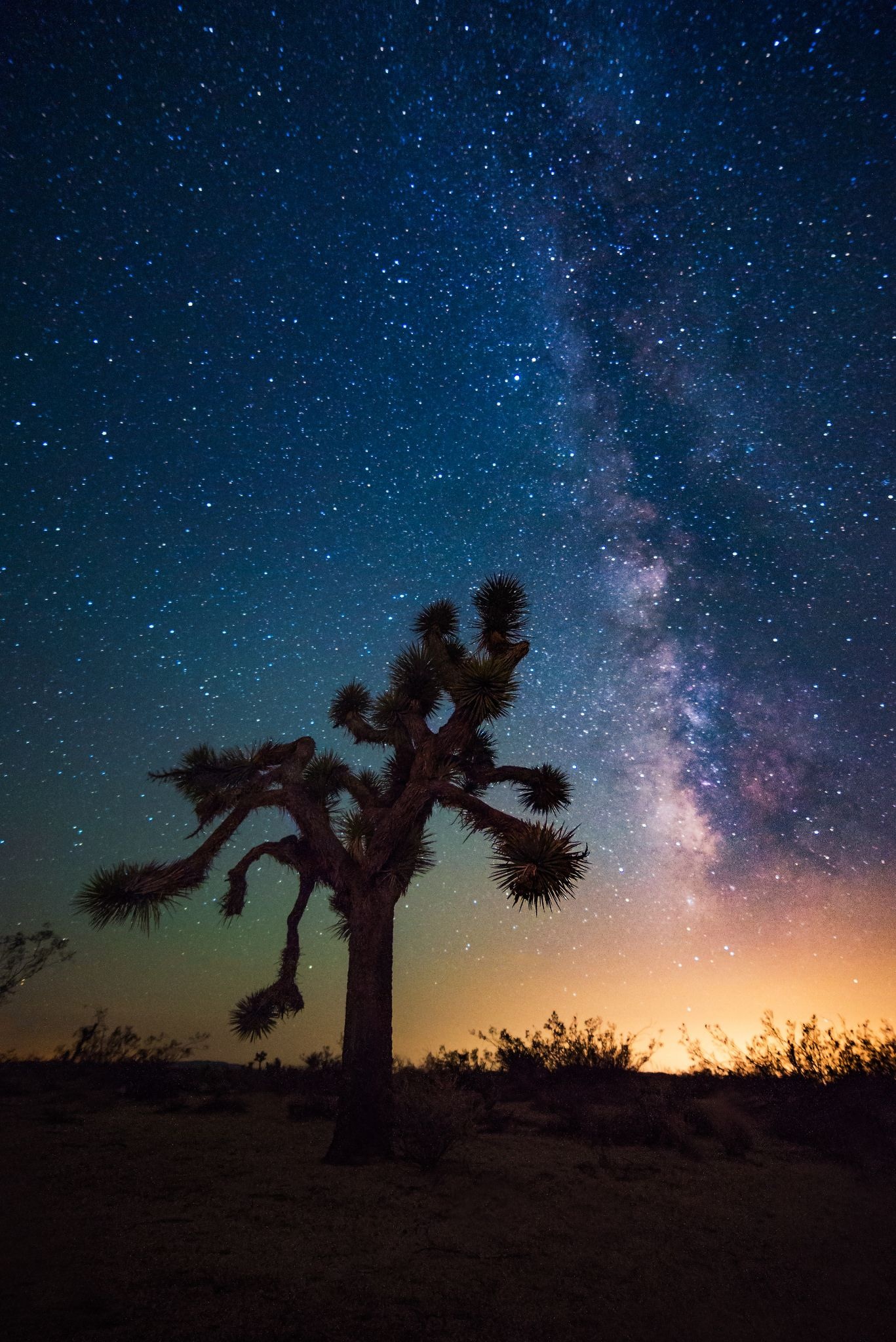 Joshua Tree, Out on a limb, Amazing wallpaper, Captivating photography, 1370x2050 HD Phone