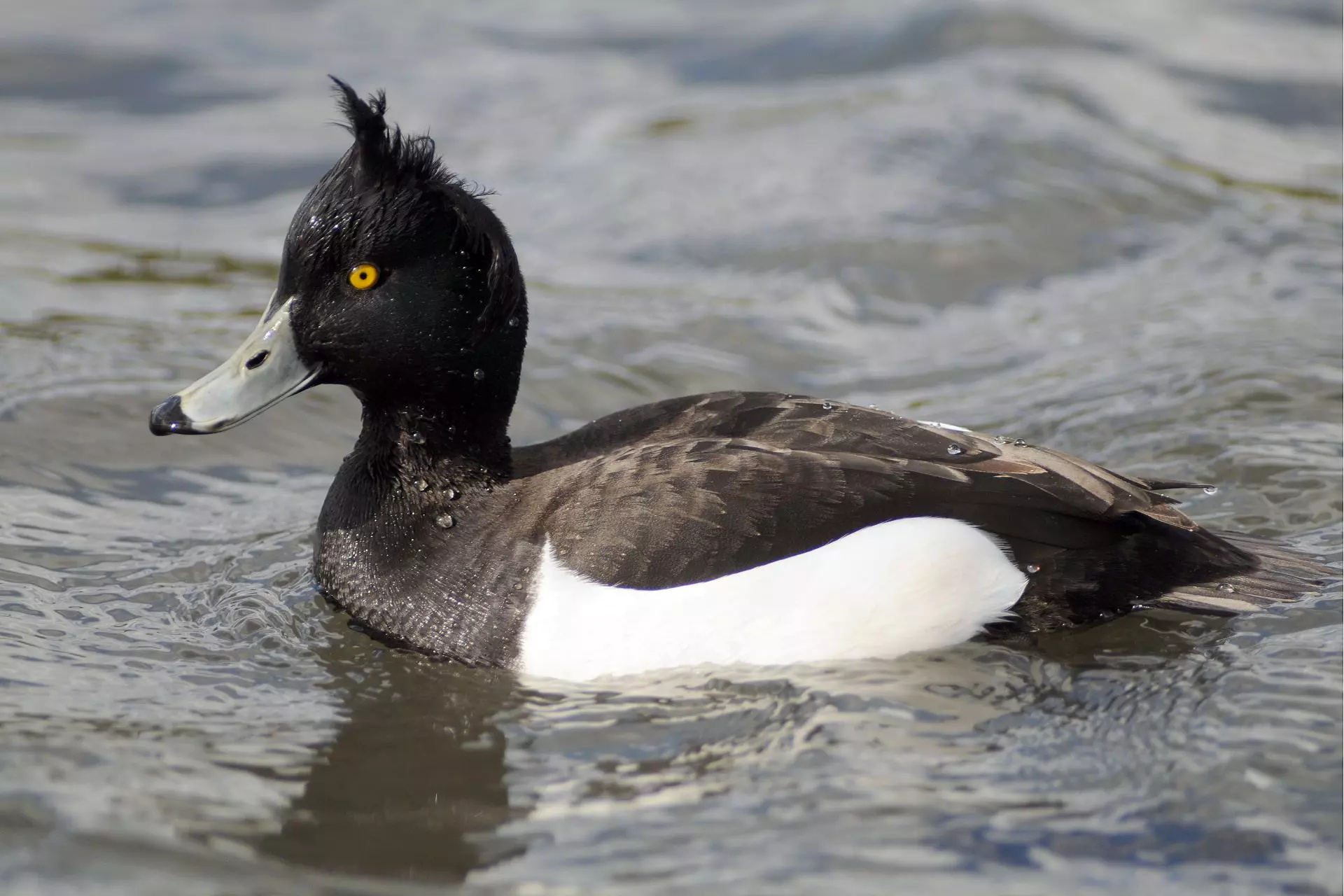 Beautiful tufted duck, Irish birdwatching, Striking appearance, Avian wonder, 1920x1280 HD Desktop