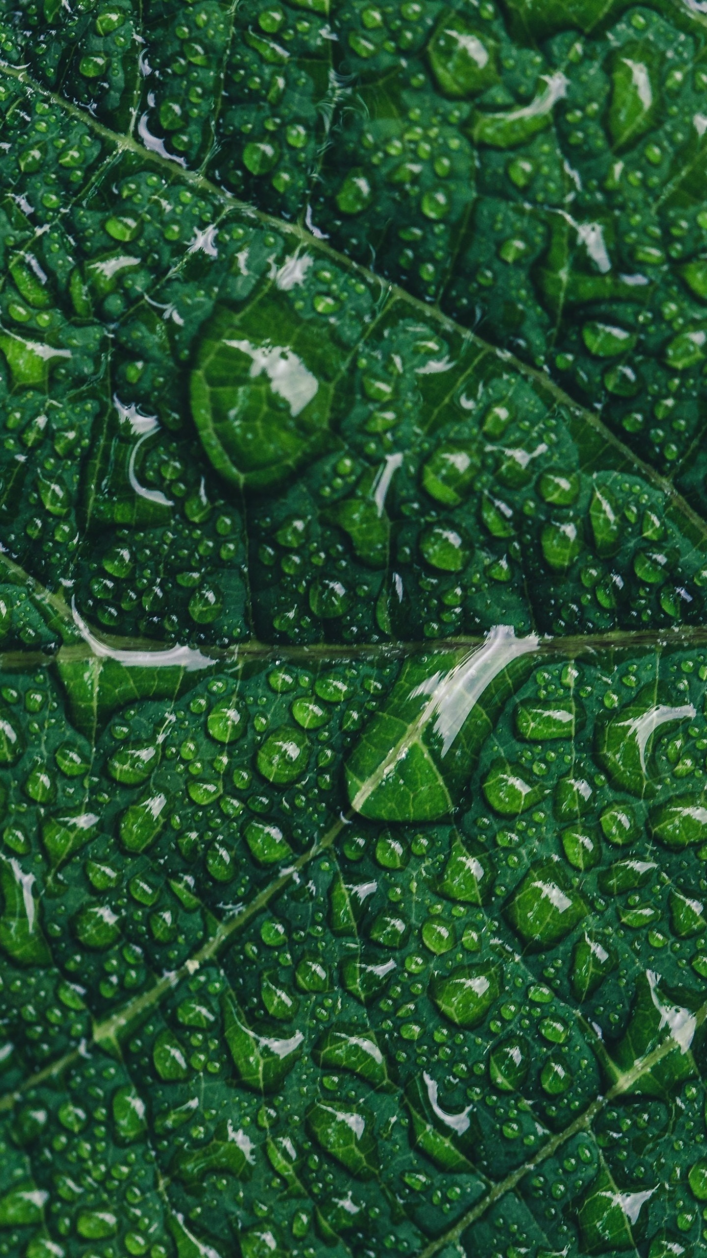 Green leaf wallpaper 4K, Water drops, Closeup macro, Natural pattern, 1440x2560 HD Phone