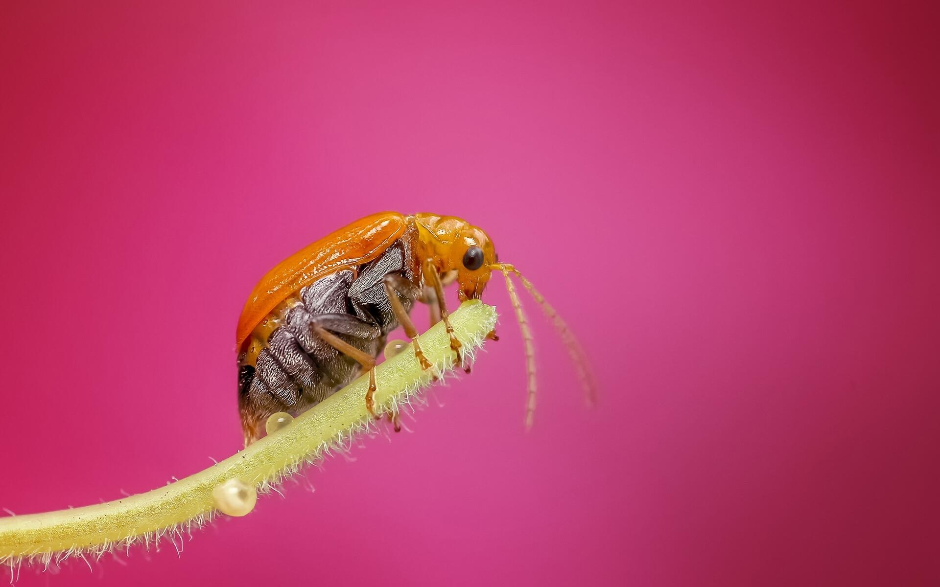 Aulacophora, Insects Wallpaper, 1920x1200 HD Desktop