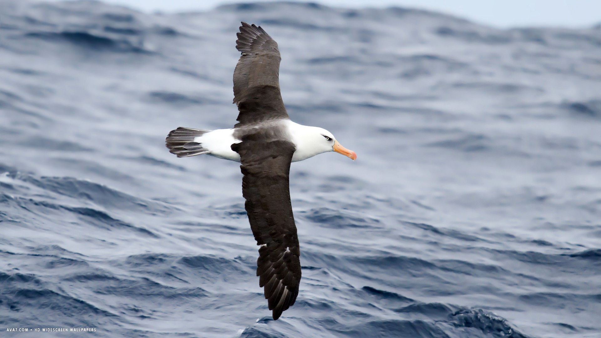 Albatross in ocean waves, Campbell Albatross, Thalassarche impavida, HD widescreen wallpaper, 1920x1080 Full HD Desktop