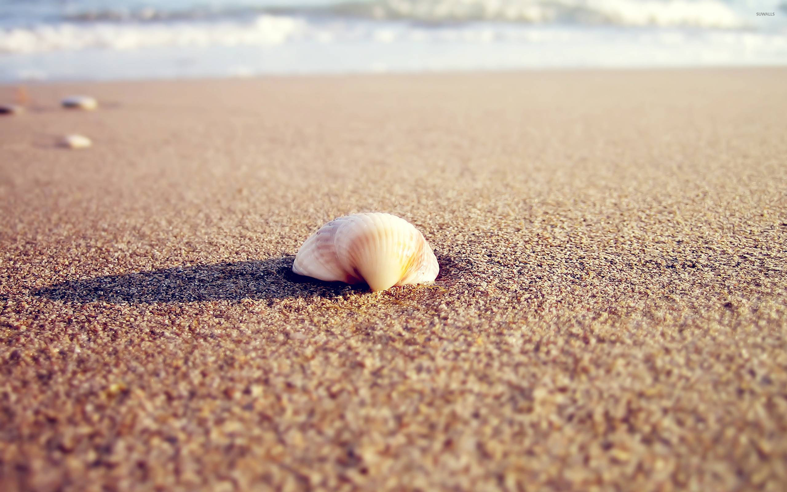 Sea Shell on the Beach, Wallpaper, Photography, 14590, 2560x1600 HD Desktop