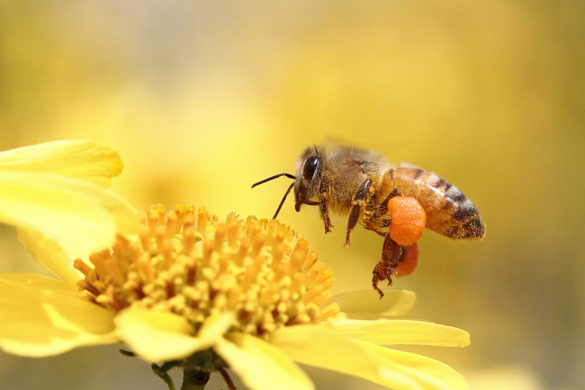 Pollen baskets, Bees Wallpaper, 1920x1280 HD Desktop