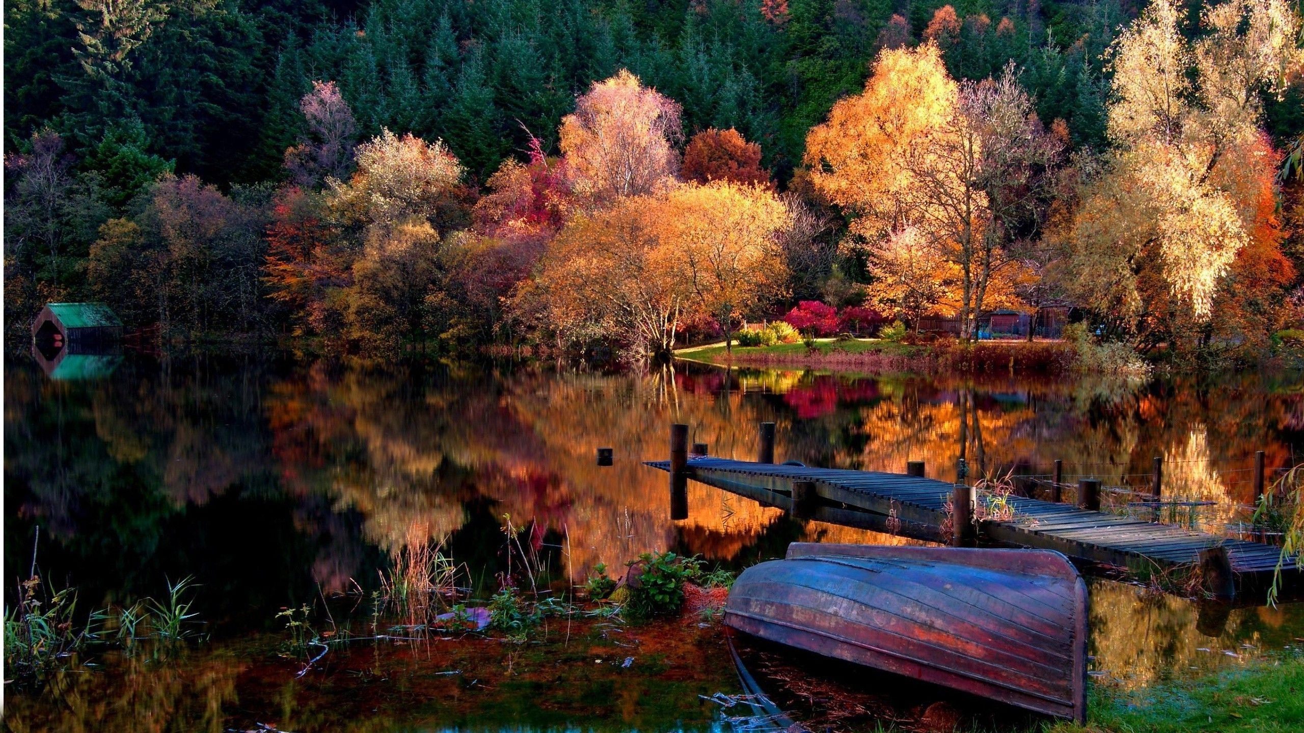 Canine companion, Leaf abundance, Golden hour brilliance, Quietude, Early fall, 2560x1440 HD Desktop