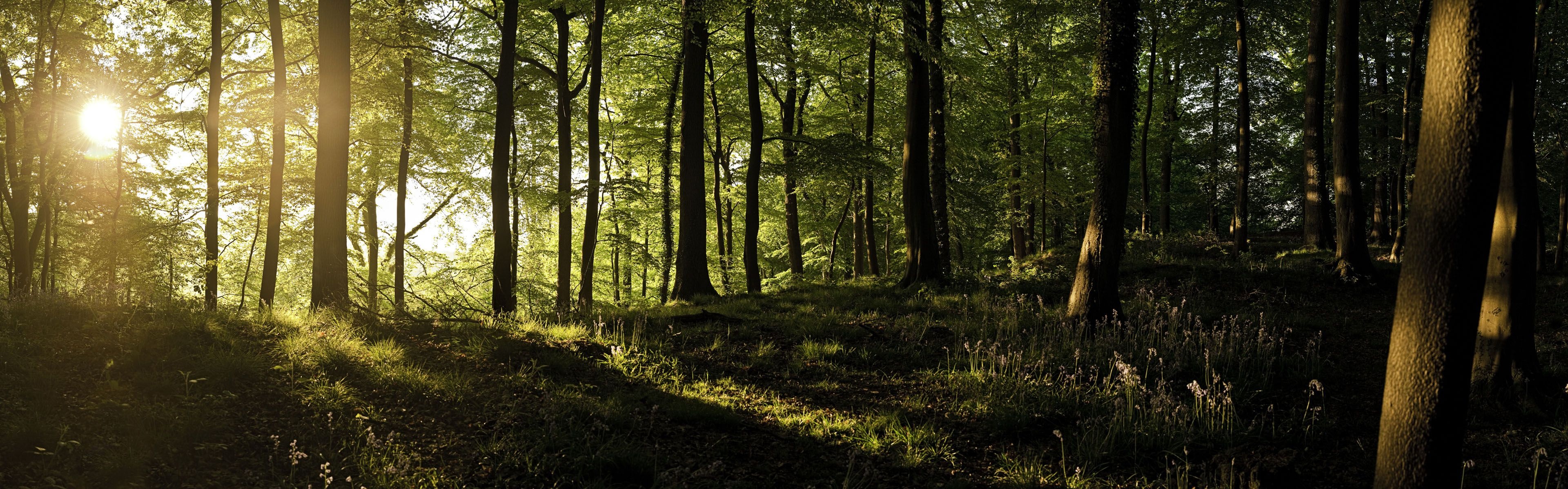 Dual screen forest wallpaper, Nature's expanse, Panoramic view, Double the beauty, 3840x1200 Dual Screen Desktop