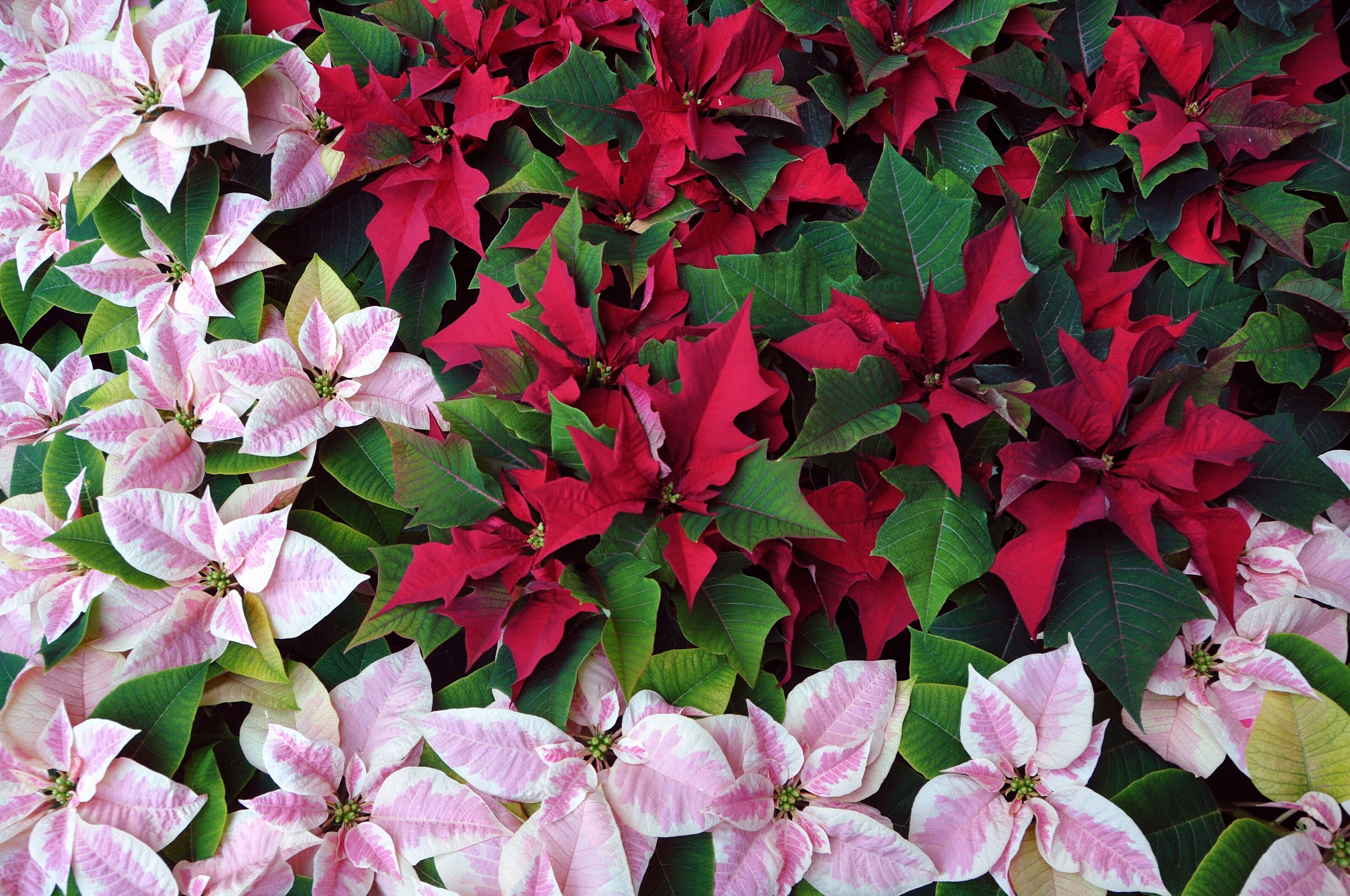 Euphorbia wallpapers, Christmas star inspiration, 3200x2130 HD Desktop