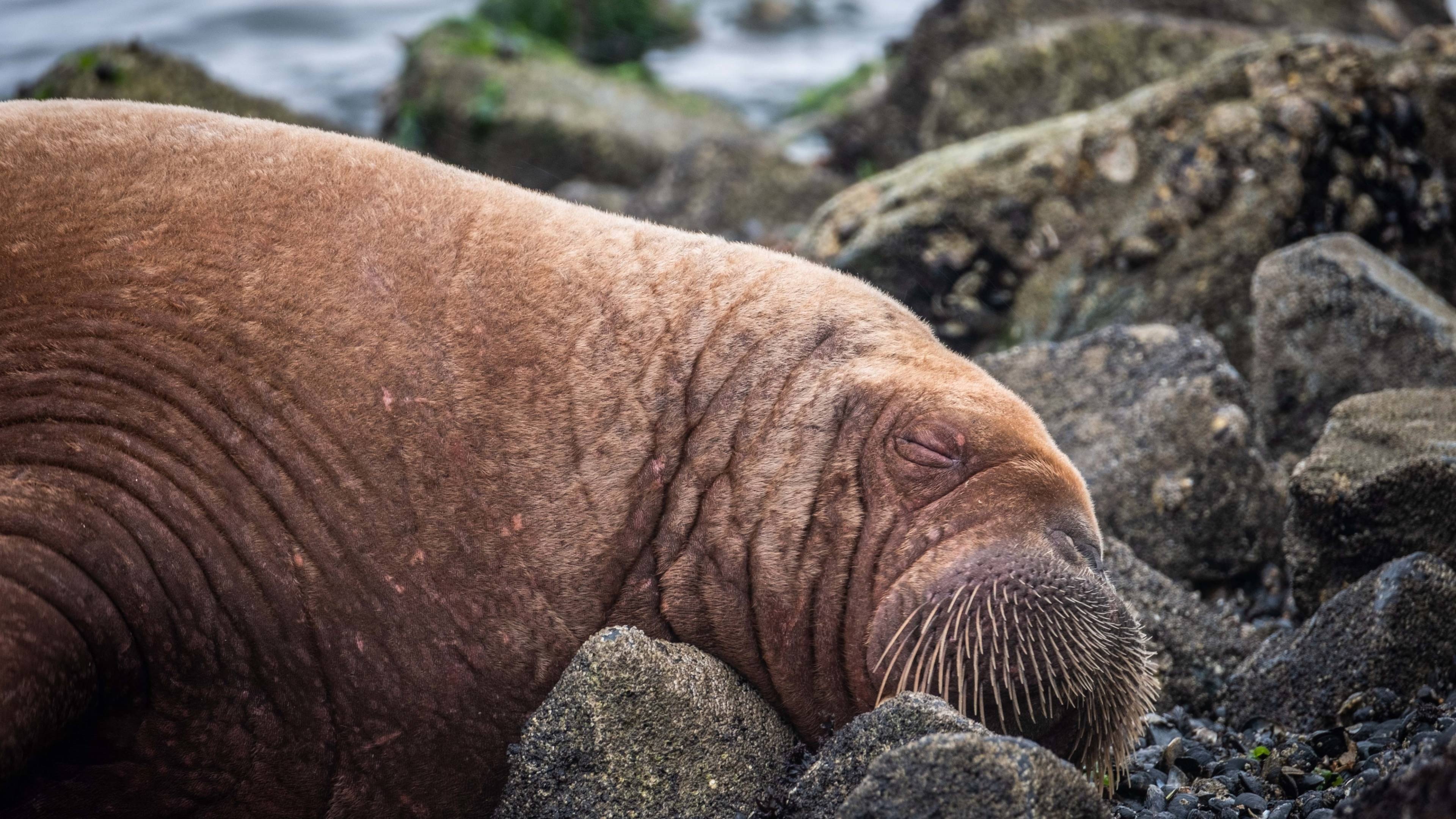 Resurfaced walrus, Terschelling sighting, NOS report, Exciting comeback, 3840x2160 4K Desktop