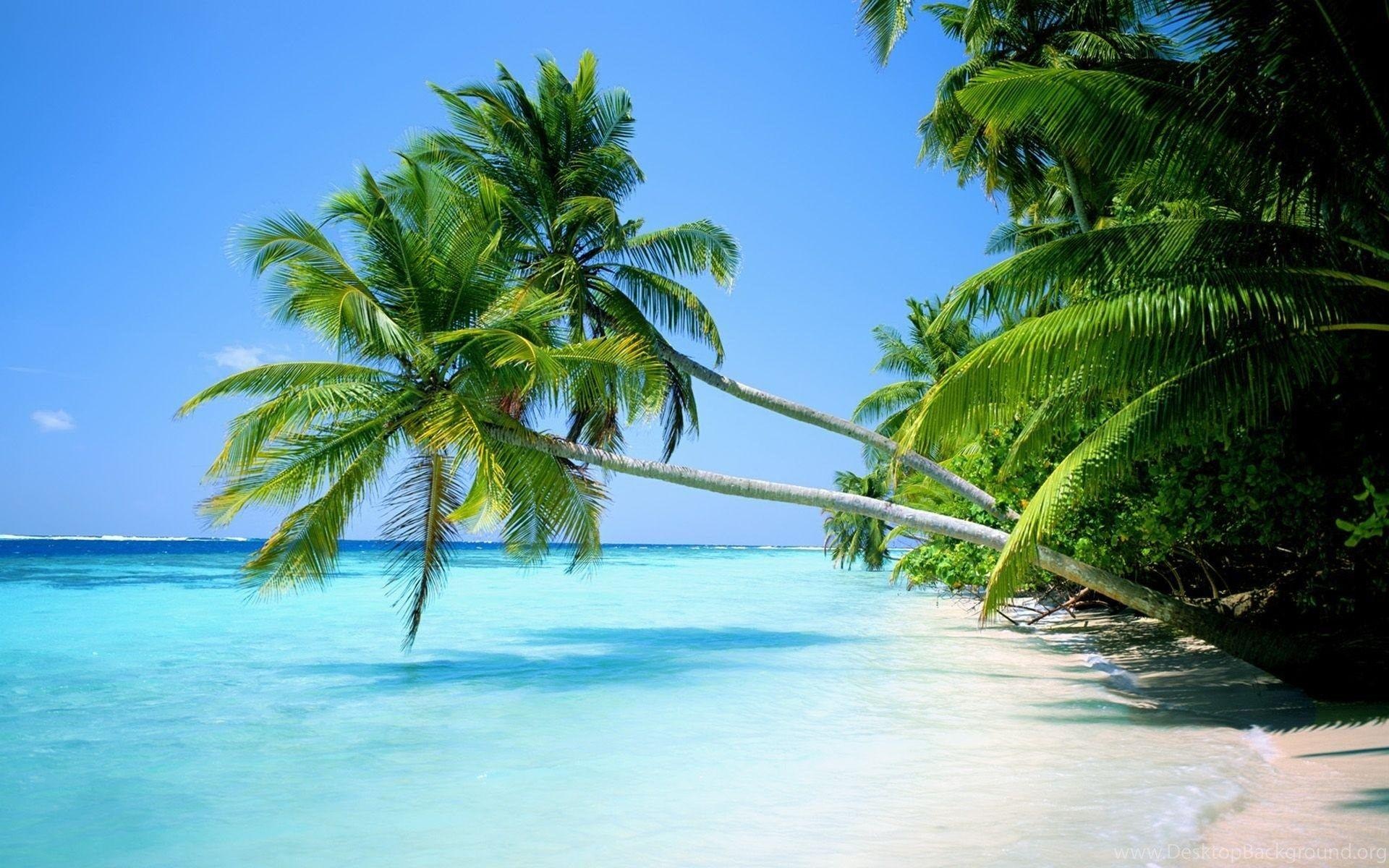 Leaning coconut palm tree, Turquoise tropical lagoon, White sand beach, HD Desktop wallpaper