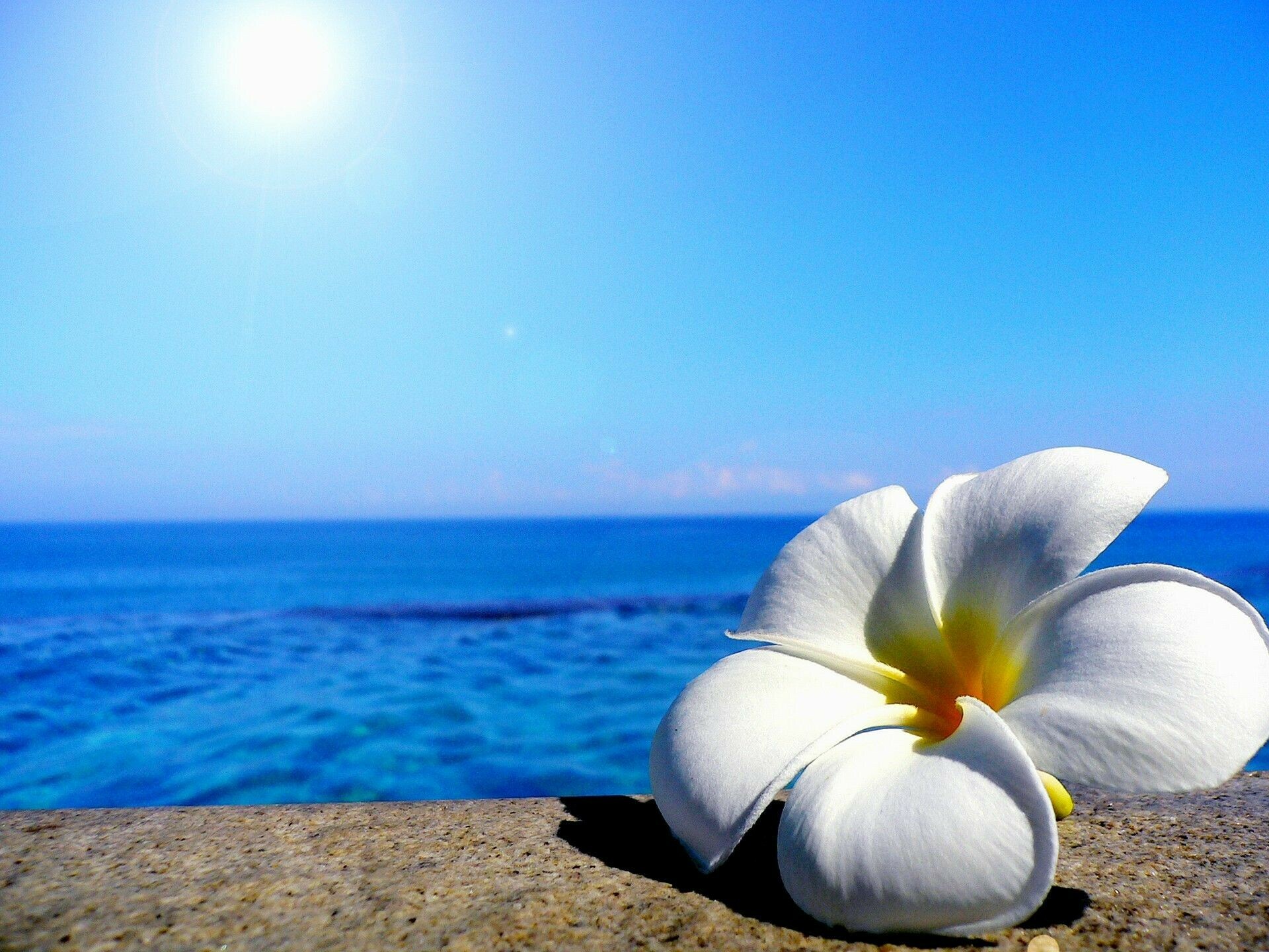 Beach flower wallpapers, HD coastal beauty, Vibrant blooms, Nature's seaside charm, 1920x1440 HD Desktop