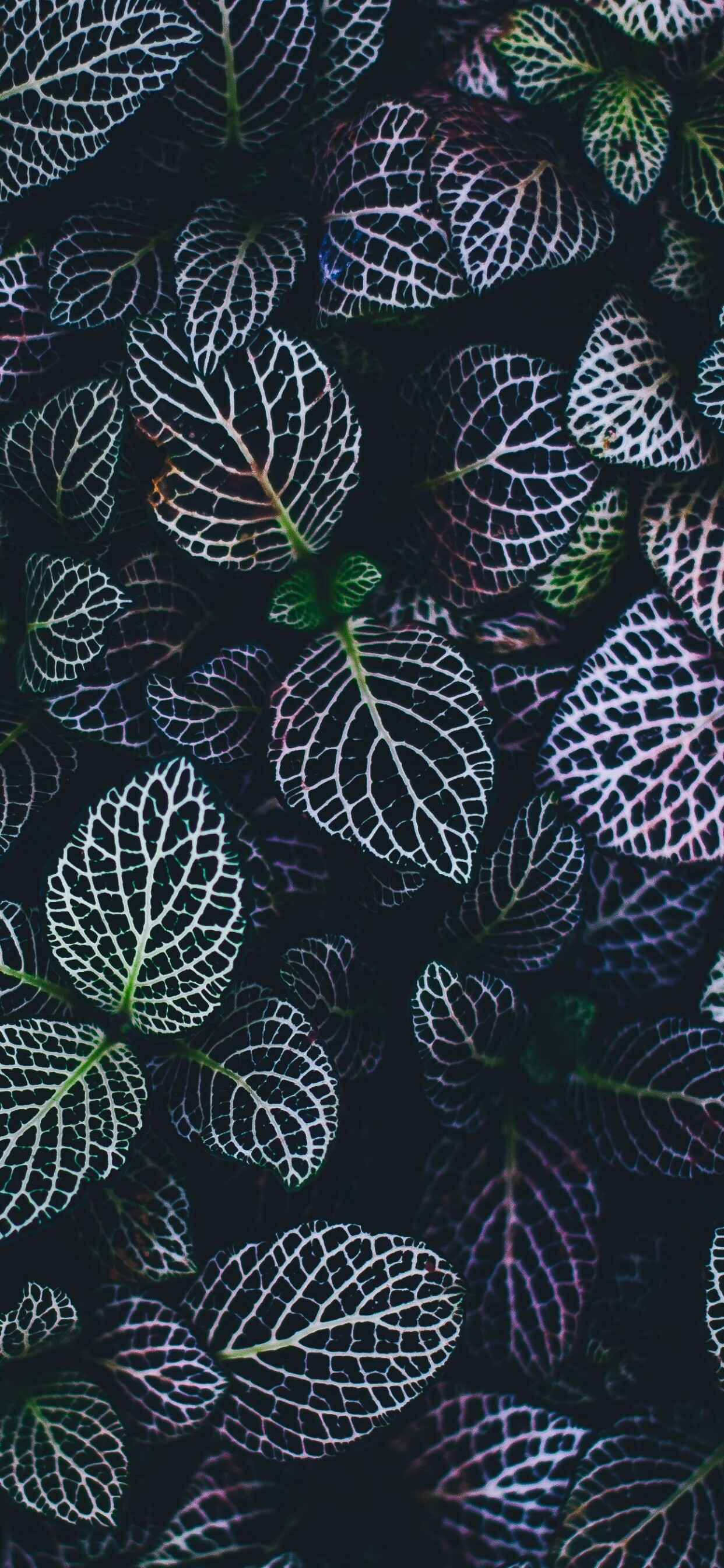 Leaf Nature, Plant, Botanical garden, Pattern, 1250x2690 HD Phone