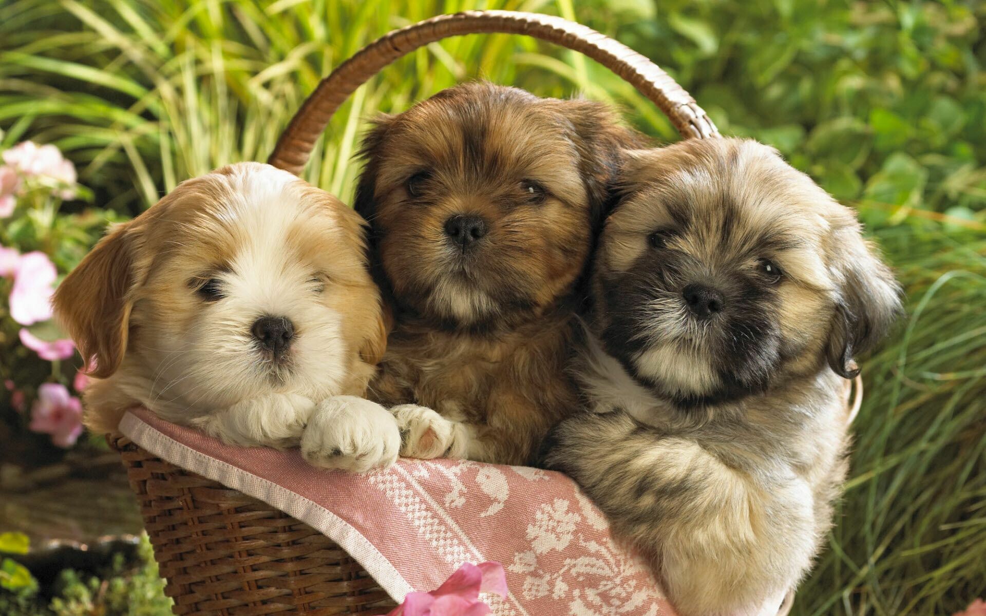 Puppy wallpapers, Trump wallpapers, High-definition backgrounds, Adorable animals, 1920x1200 HD Desktop