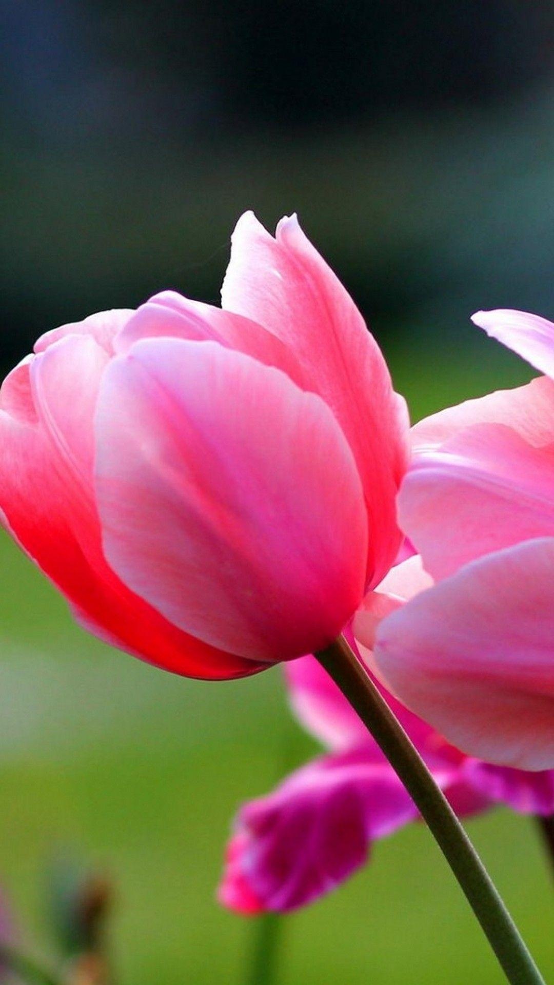 pink tulip blossom, translucent pink petals, blurred green garden, Full HD Phone wallpaper