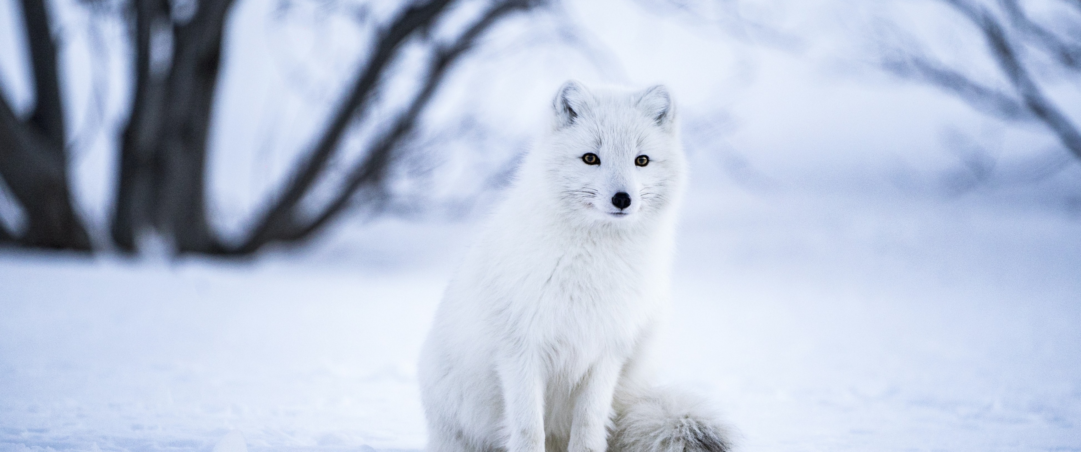 White Wolf, Iceland Snow, Animals, 3440x1440 Dual Screen Desktop