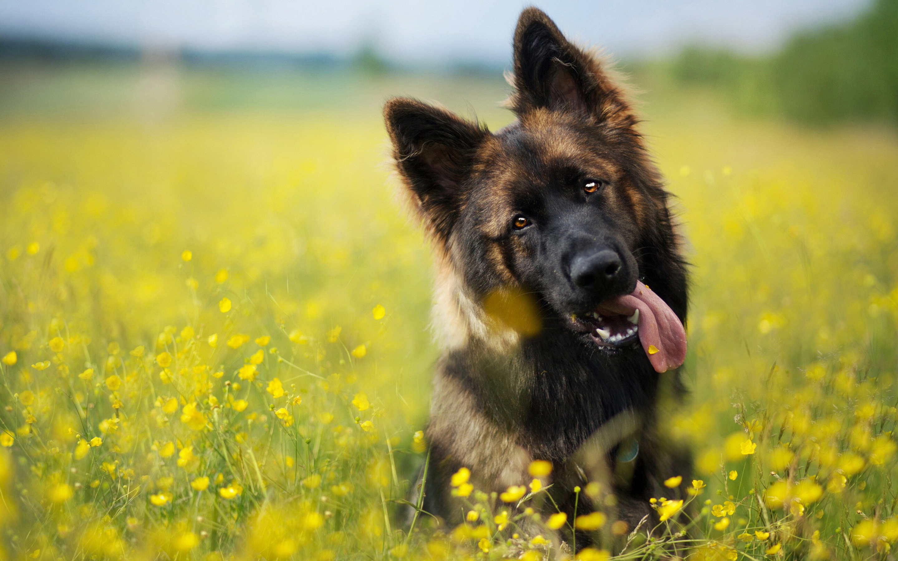 Meadow, German Shepherds Wallpaper, 2880x1800 HD Desktop