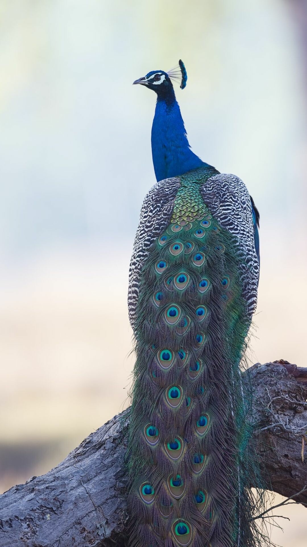 Peacock phone wallpapers, Stunning backgrounds, Free images, High-resolution, 1080x1920 Full HD Phone