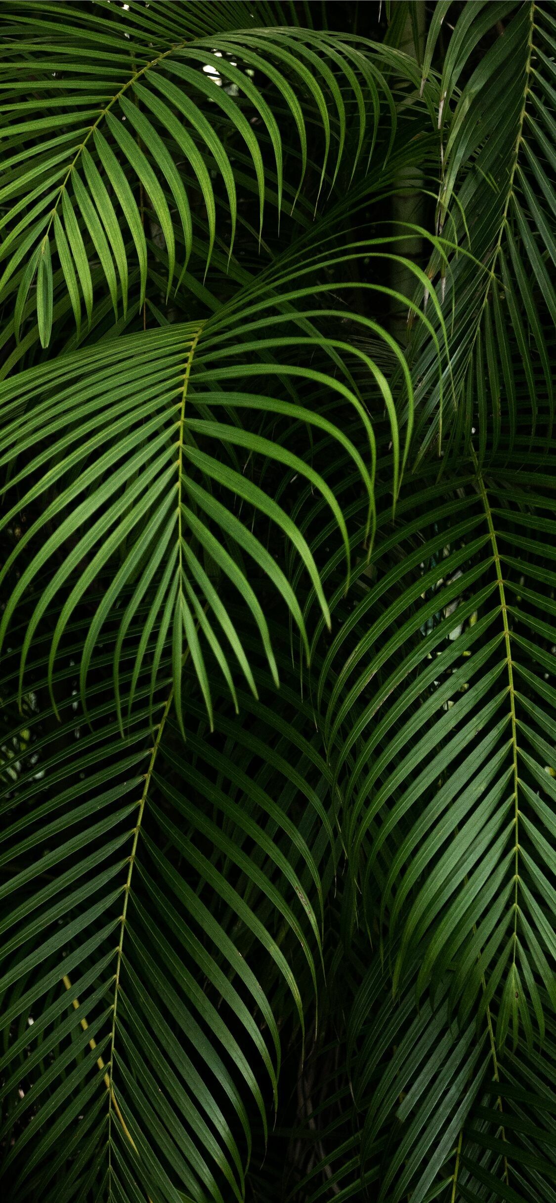 Palm leaves iPhone wallpapers, 4K HD, Tropical vibe, Exotic, 1130x2440 HD Phone