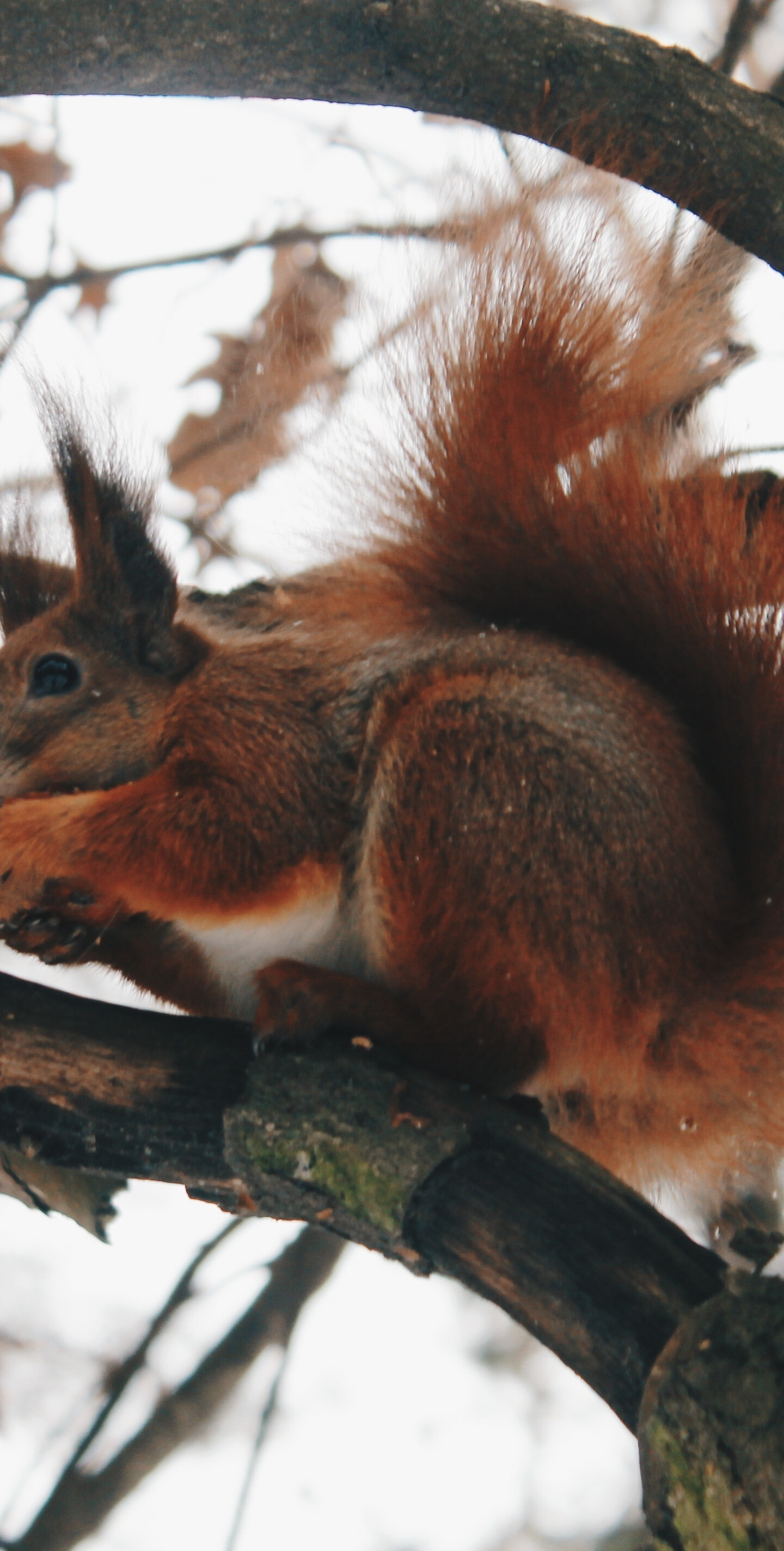 Red rodent squirrel, Samsung Galaxy wallpaper, 1440x2850 HD Phone