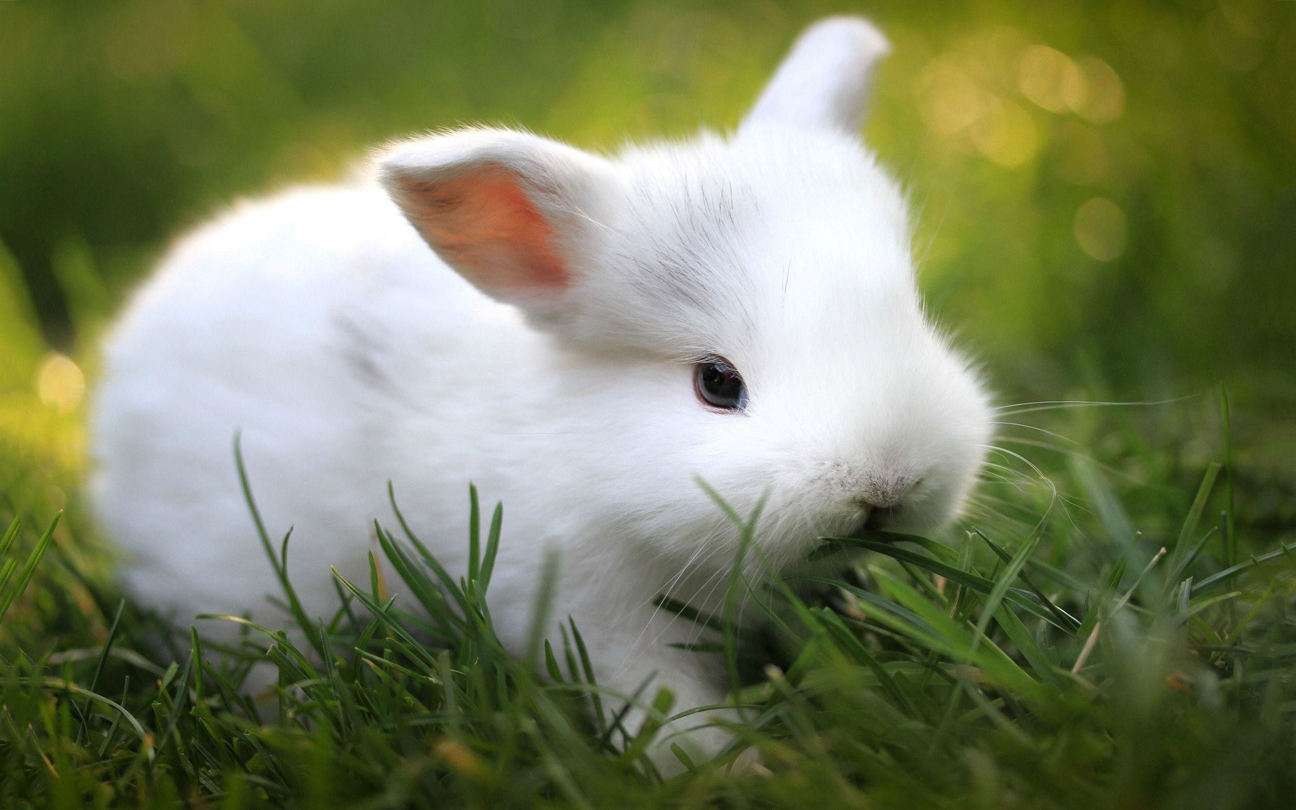 Bunny, Cute bunnies, 4K wallpapers, Adorable animals, 2560x1600 HD Desktop