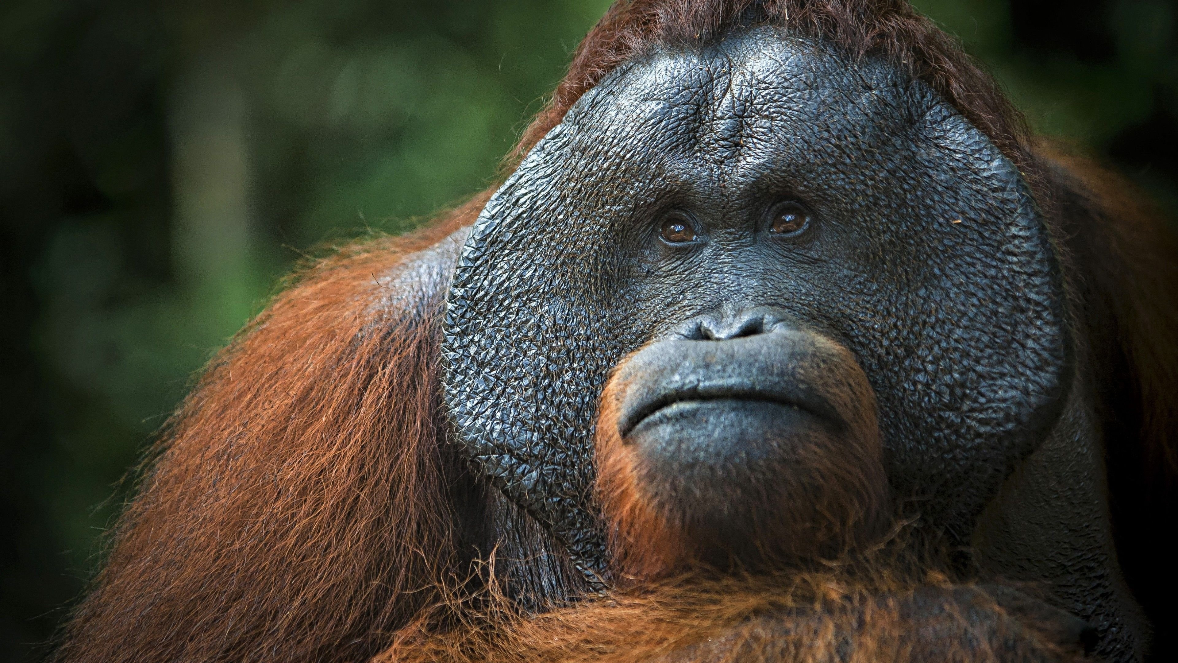 Orangutan, Top free backgrounds, Majestic wildlife, Gentle demeanor, 3840x2160 4K Desktop