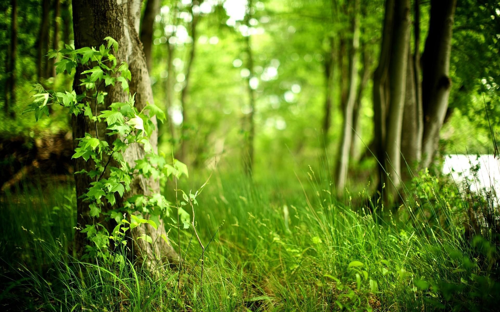 Green Forest, Green wallpapers, Green scenery, 1920x1200 HD Desktop