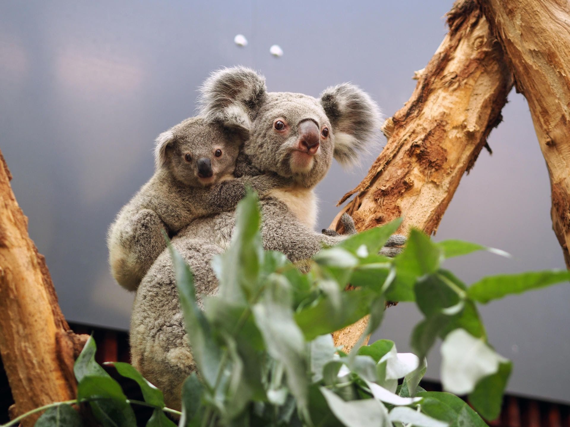 Sacred koala baptism, Leipzig's baby koala, Eucalyptus branch symbolism, Spiritual moments, 1920x1440 HD Desktop