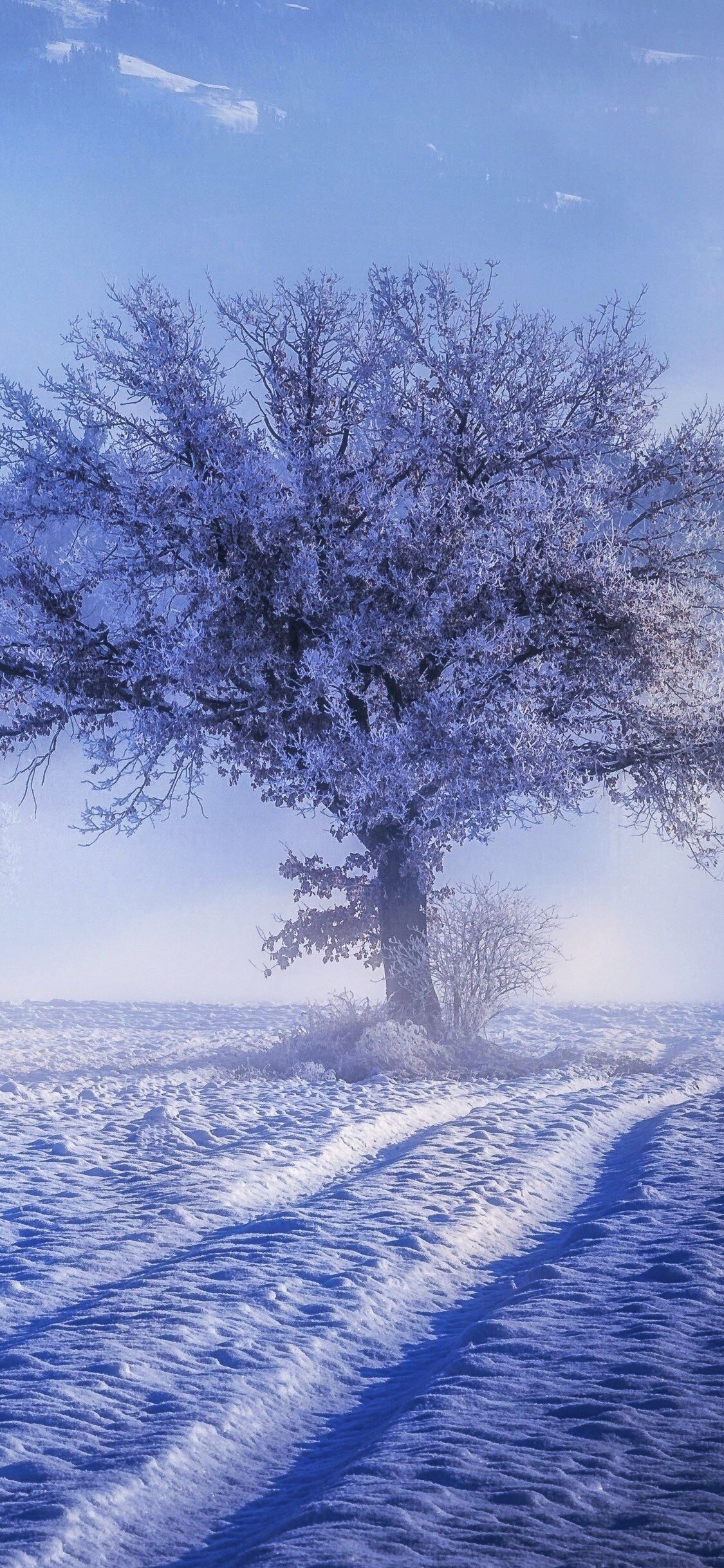 Winter in 4K, Snowy beauty, Stunning wallpapers, Nature's tranquility, 1130x2440 HD Phone