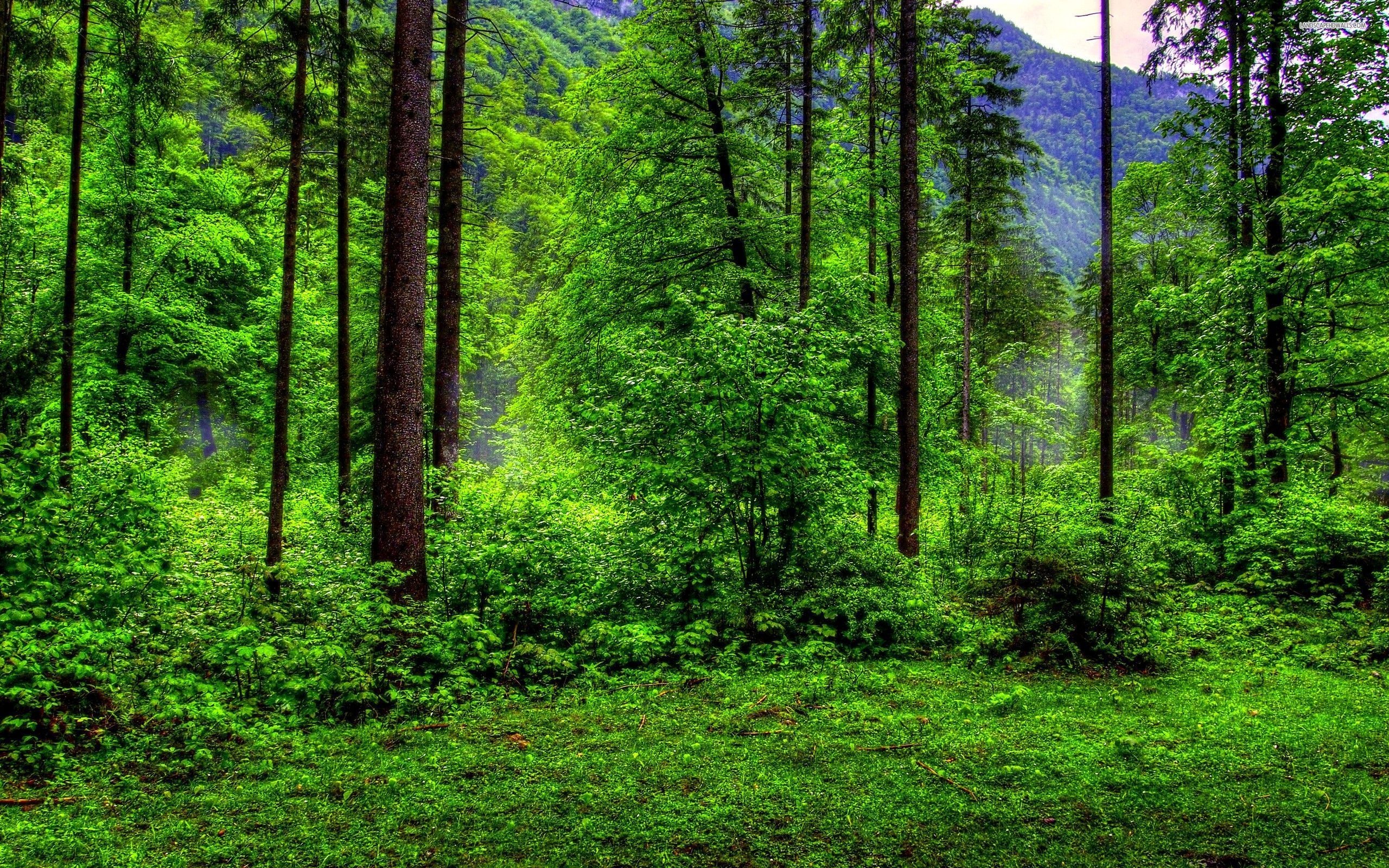 Green Forest, Nature wallpapers, Green scenery, 2560x1600 HD Desktop