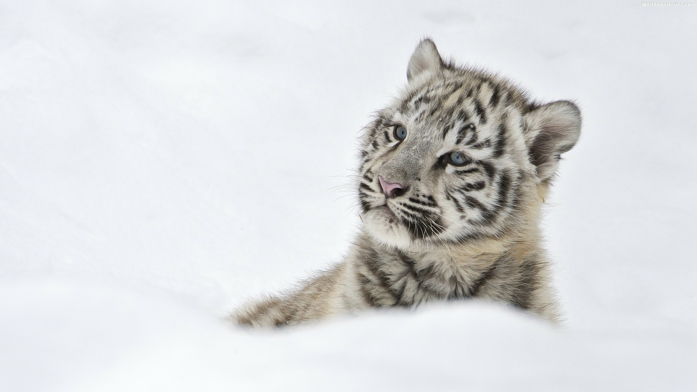 Snow, Tiger Cub Wallpaper, 2880x1620 HD Desktop