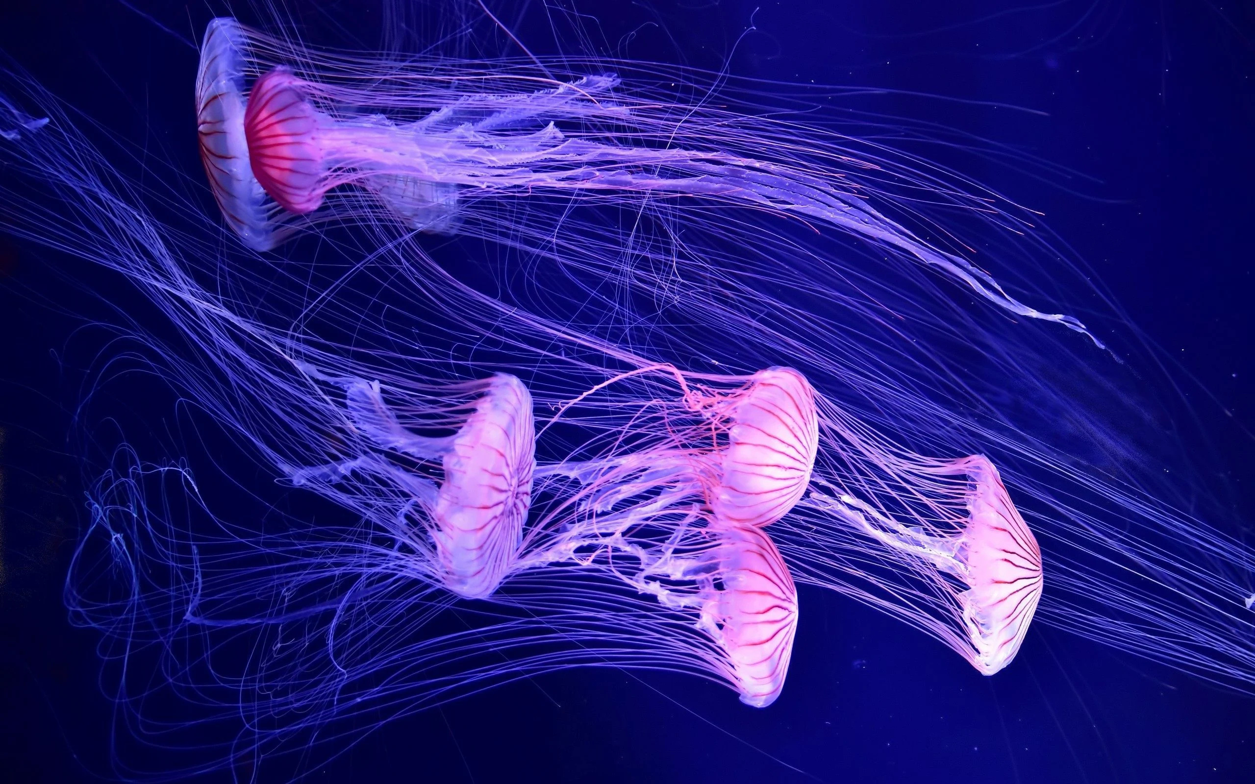 Stunning jellyfish, Desktop wonders, Wallpaper marvels, Jellyfish desktop wallpapers, 2560x1600 HD Desktop