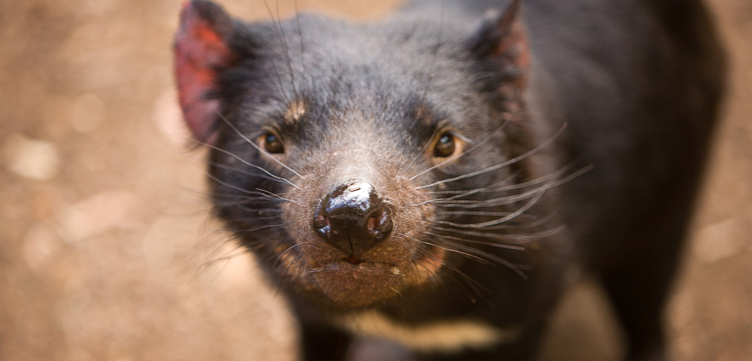 Devils in prison, Conservation efforts, Hakai Magazine article, Tasmania's unique wildlife, 2500x1210 Dual Screen Desktop