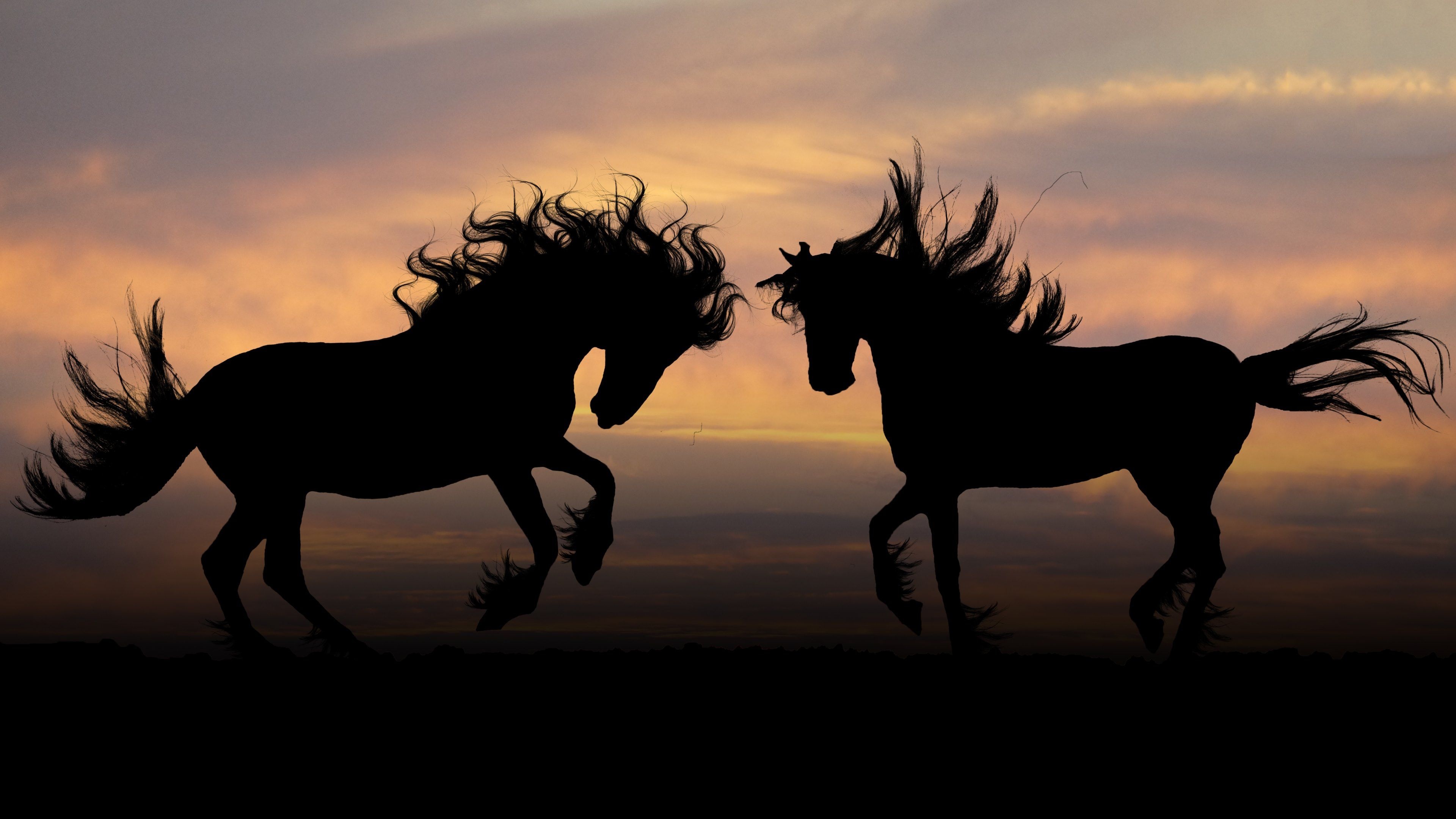 Silhouettes, Horses Wallpaper, 3840x2160 4K Desktop