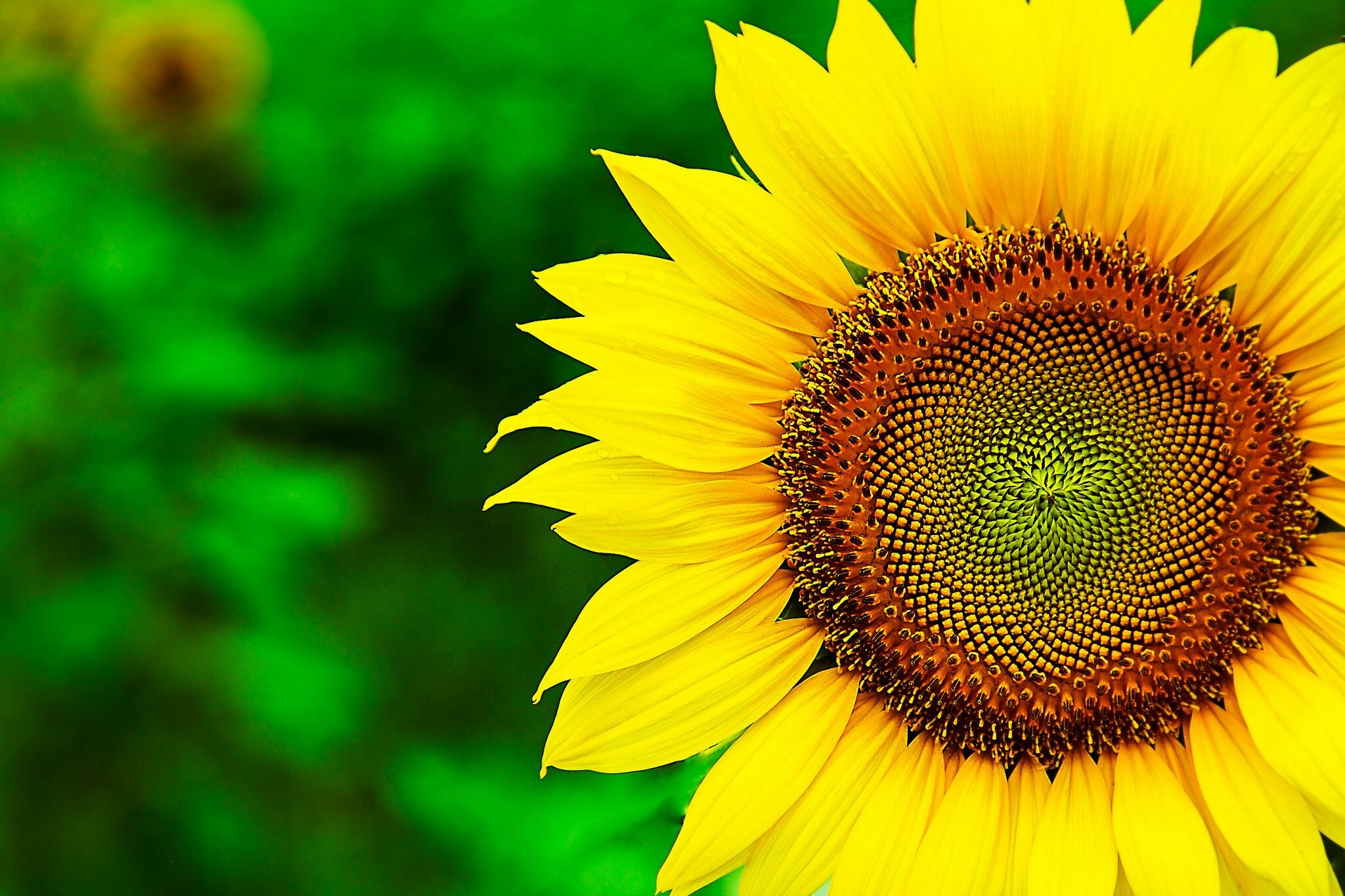 Sunflower beauty, Nature's masterpiece, Vibrant yellow petals, Captivating bloom, 2050x1370 HD Desktop