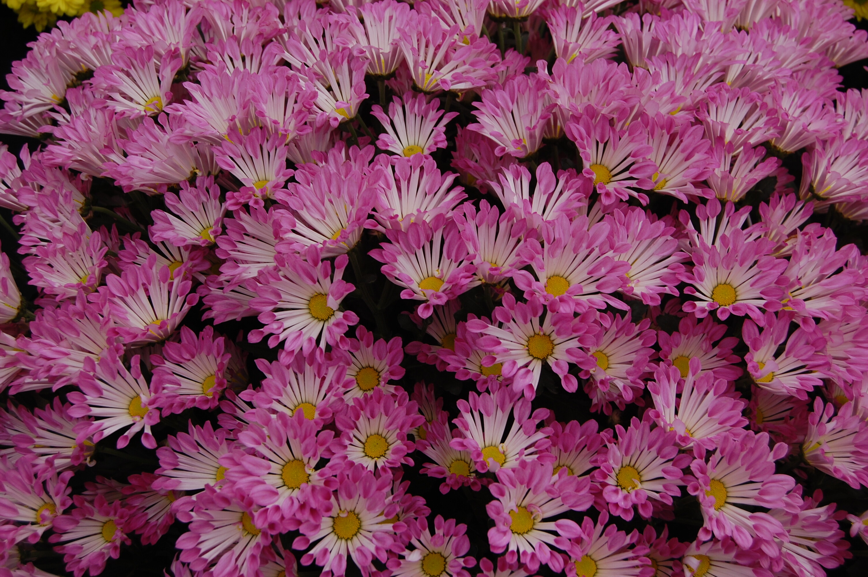 Chrysanthemum, Earth wallpapers, High-quality images, Wallpaper perfection, 3010x2000 HD Desktop